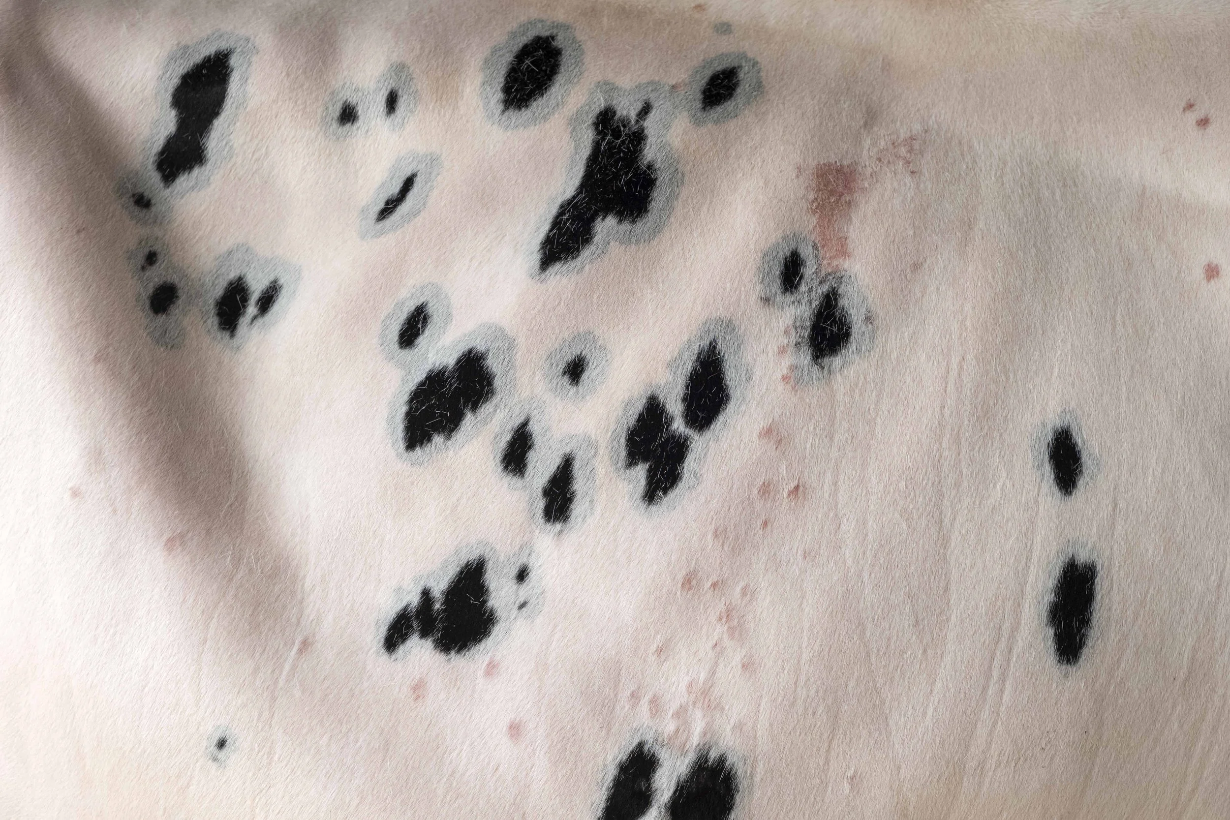 Vache noire / Black cow #9