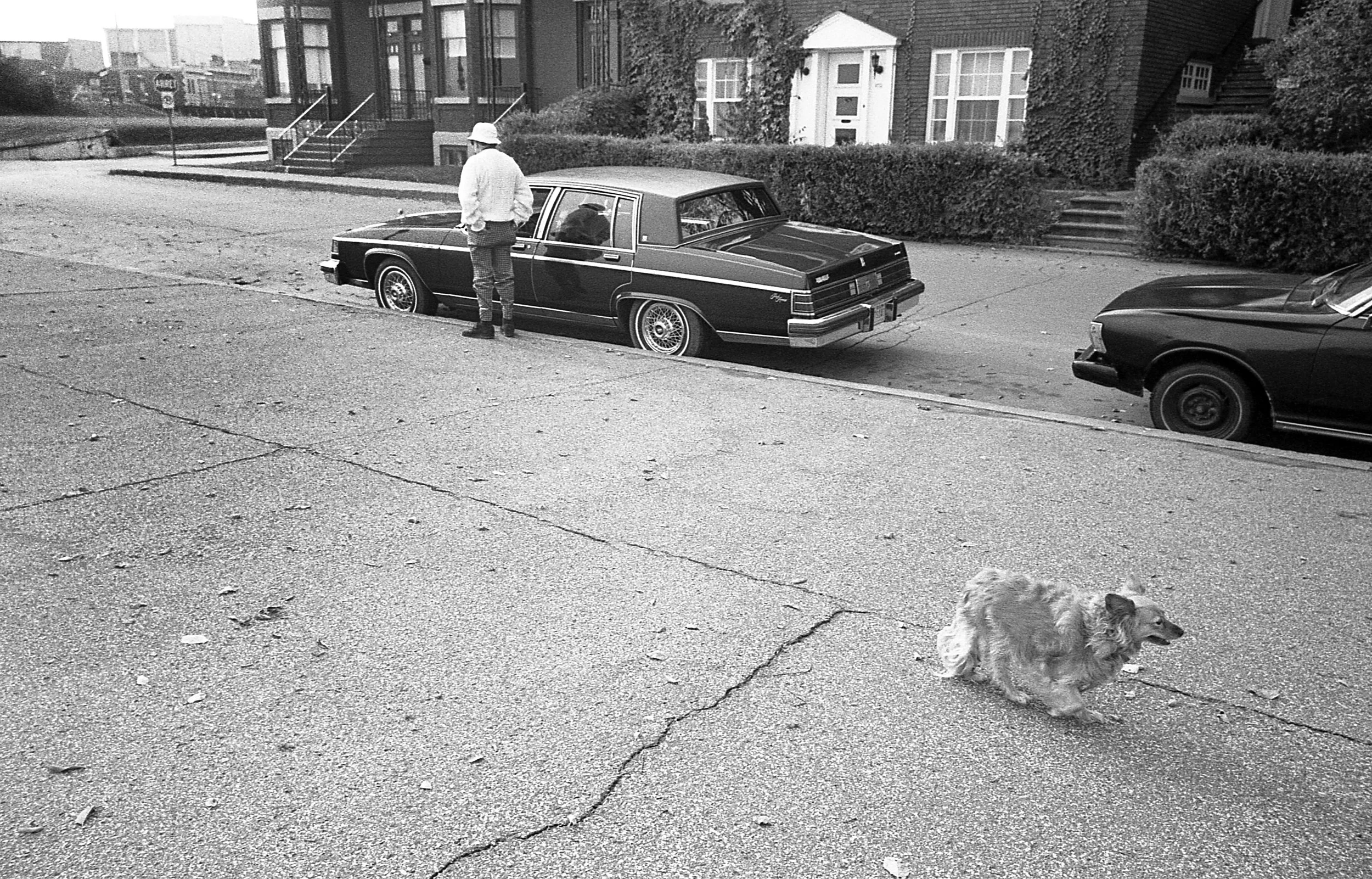 Chien / Dog - Montréal 1982