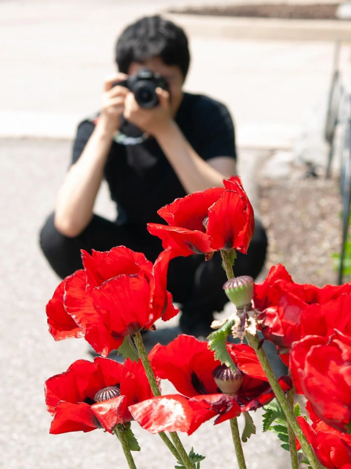 Captured Poppies; Toru 