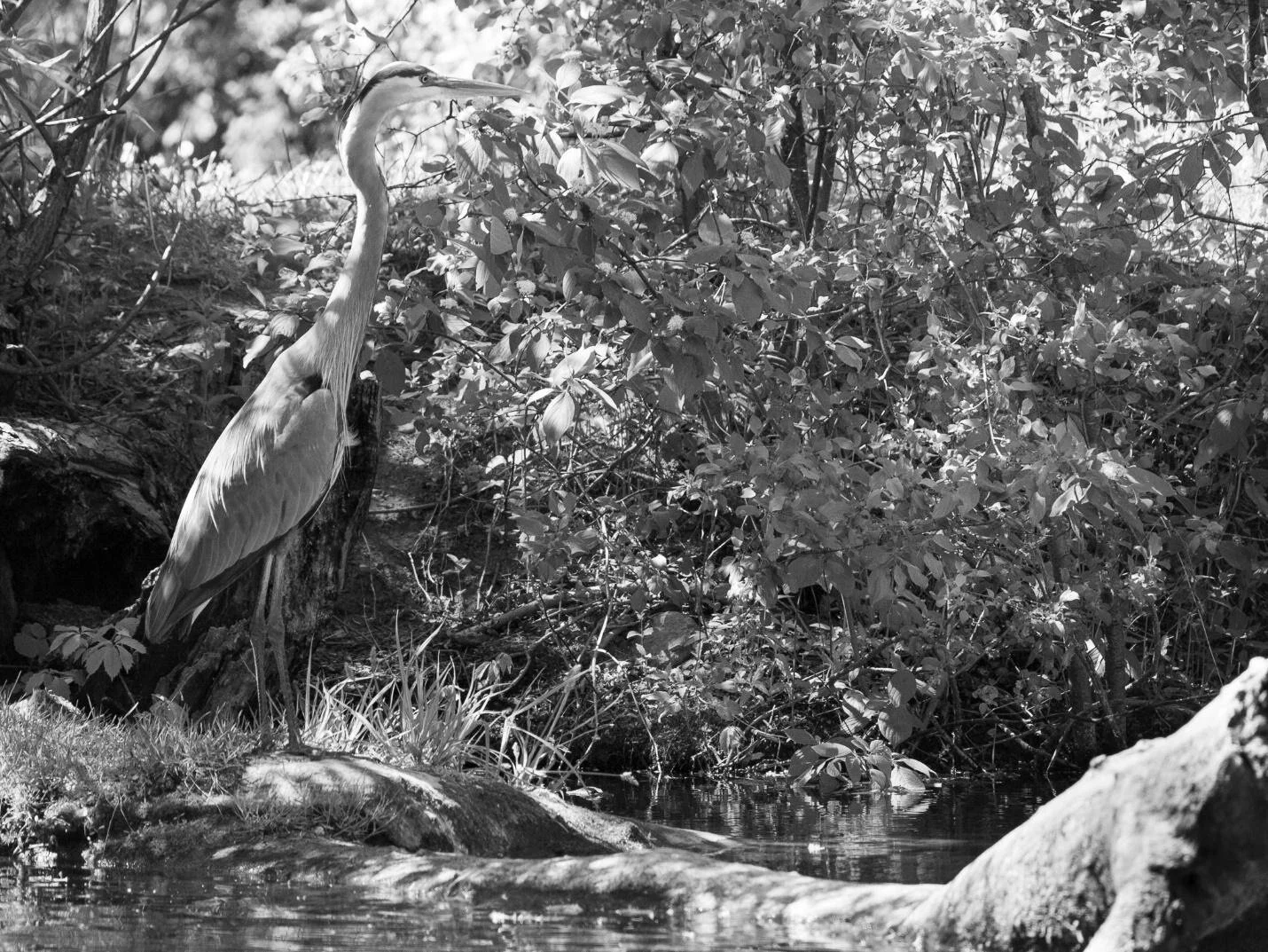 Prehistoric Elegance in the Arboretum