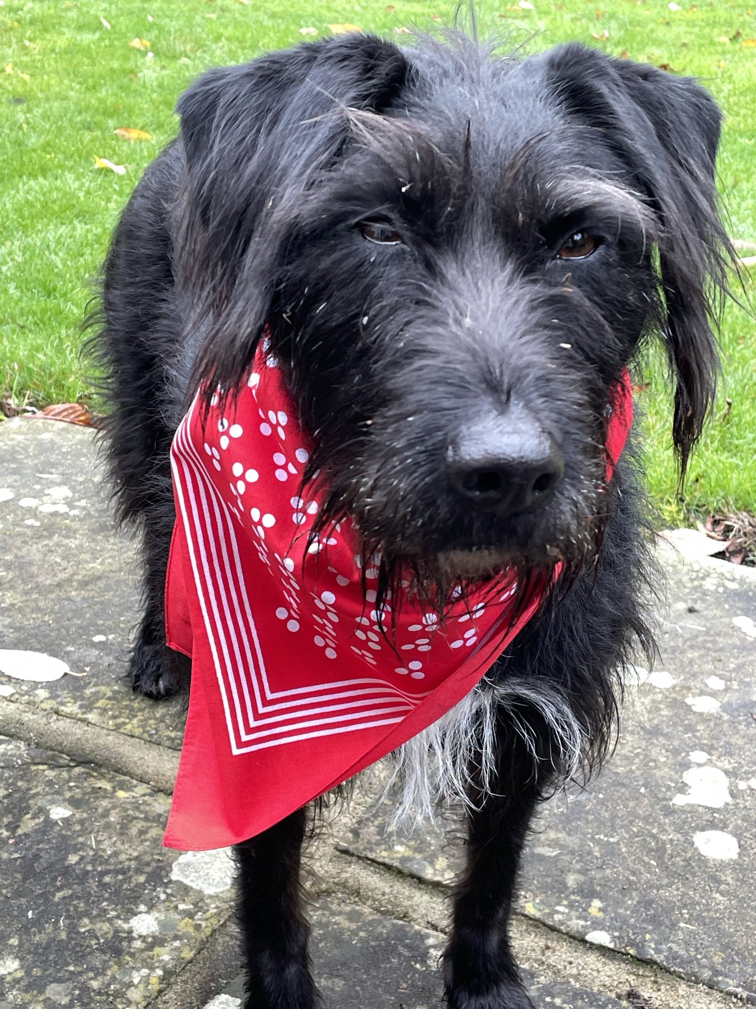 NANCY BANDANA 1.jpeg