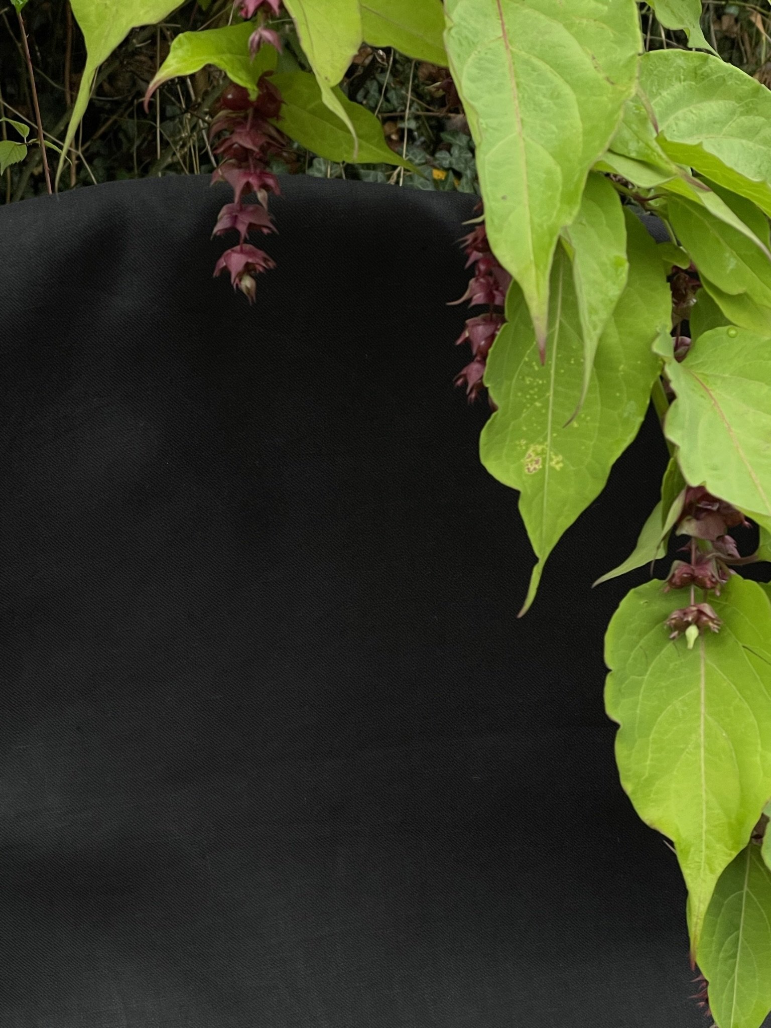 remnant black with plant.jpeg