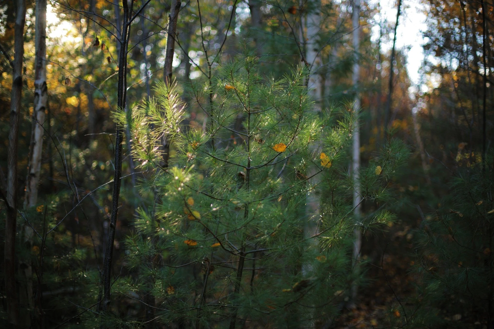LEAVES LINGER &mdash;&mdash; This is the season of evergreens catching leaves on their boughs, a soft descent paused till the next big wind comes along. I guess my days are a series of shimmering sights, a restless drift, a calm approach to evening e