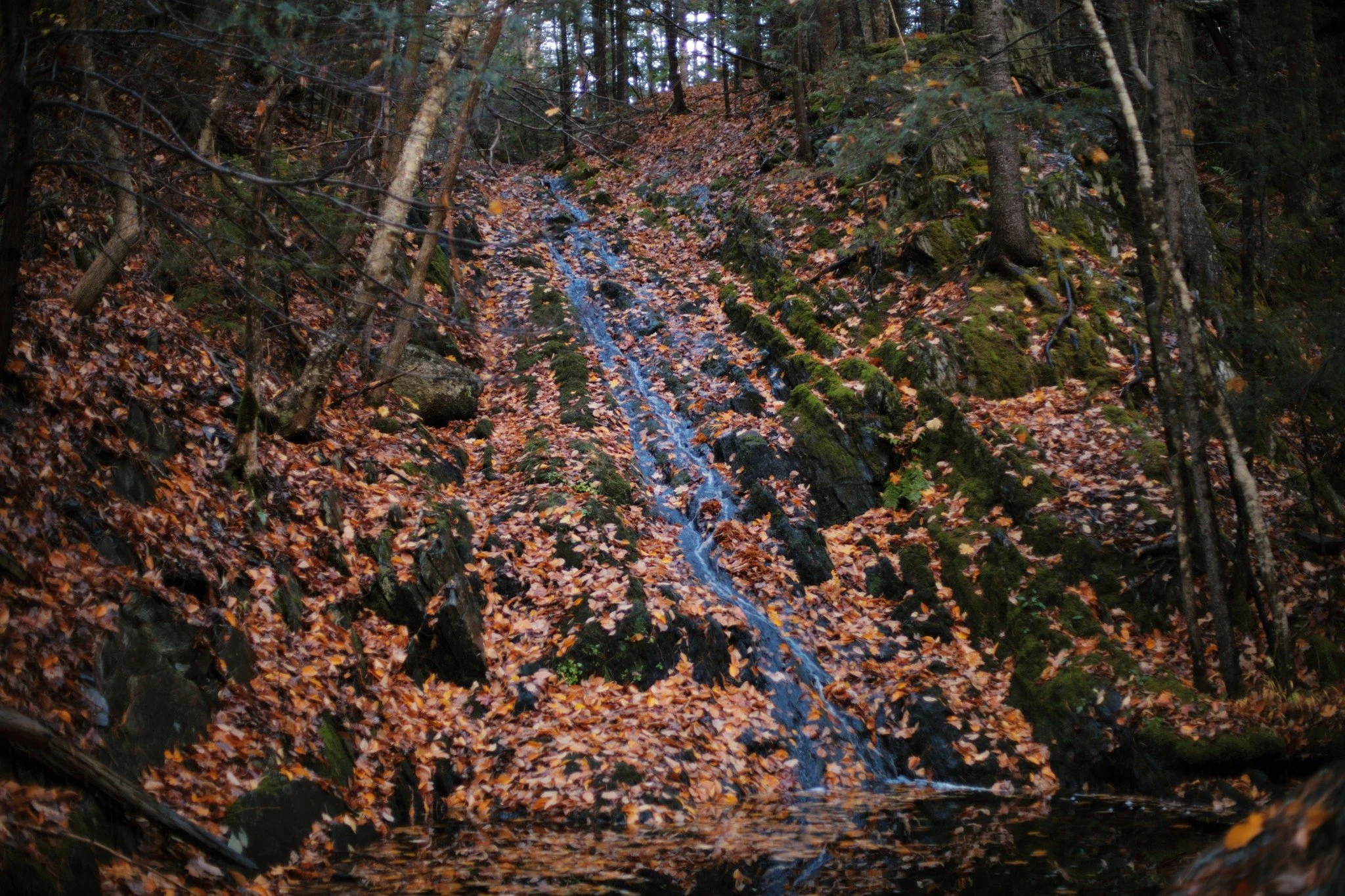 VIBRANCY PAST &mdash;&mdash; We're getting to the sorrowful season, last weeks of colour come to earth. When cloudy days drift down heavy, the woods grow deeply dim and seem always on the edge of twilight. Kniffen Brook is nearly half-awake now, stil