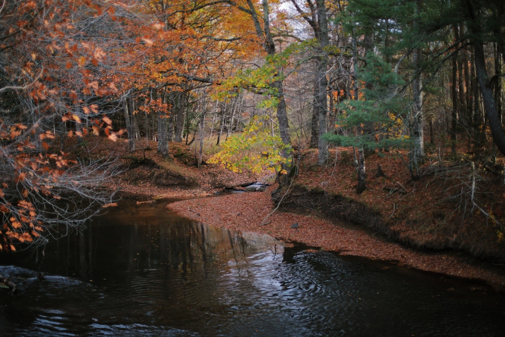 BUT NOT QUITE &mdash;&mdash; It's been a long way up for the Annapolis River, which reached lows I'd never seen by the end of September. A few heavy rains have played their part, but the banks still extend much further than expected a month into autu