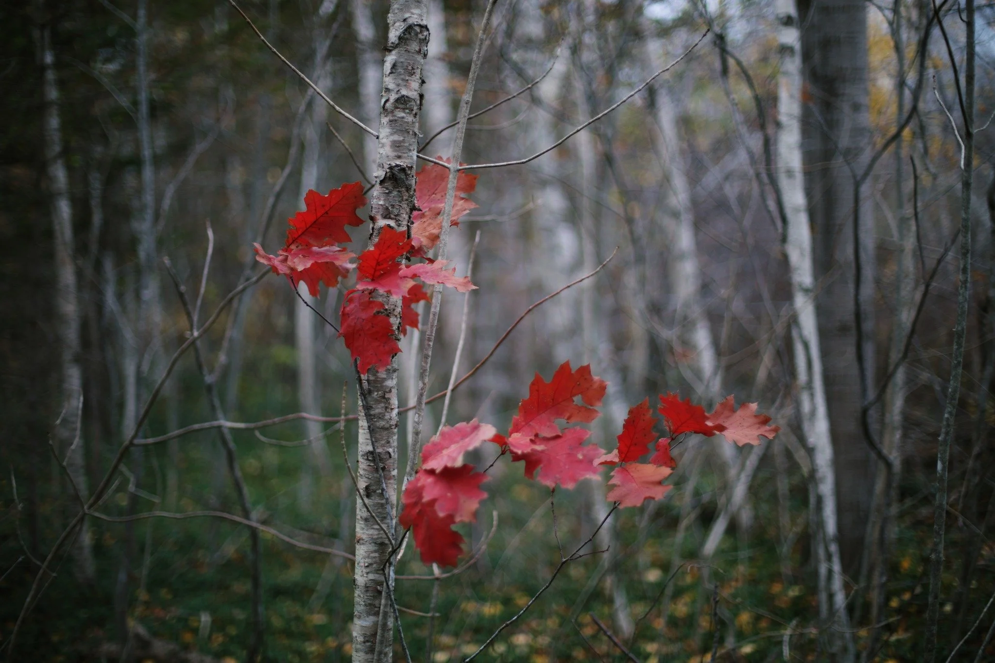 WHILE IN ONE &mdash;&mdash; Though it's always a long time coming, the last week of colour seems sudden. There will still be leaves lingering in sheltered stead, slower to shake loose. Also, of course, those that never fall. Locked tight to their bra