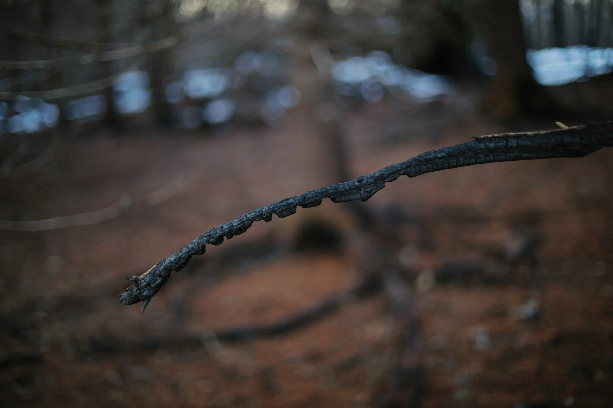 LIFE CAN'T KEEP &mdash;&mdash; The charred branches of last summer's wildfire hang crooked like witch's fingers, trees turned wizened and gnarled overnight. They seem to be warning or beckoning, I'm not sure which &mdash; telling strangers something 
