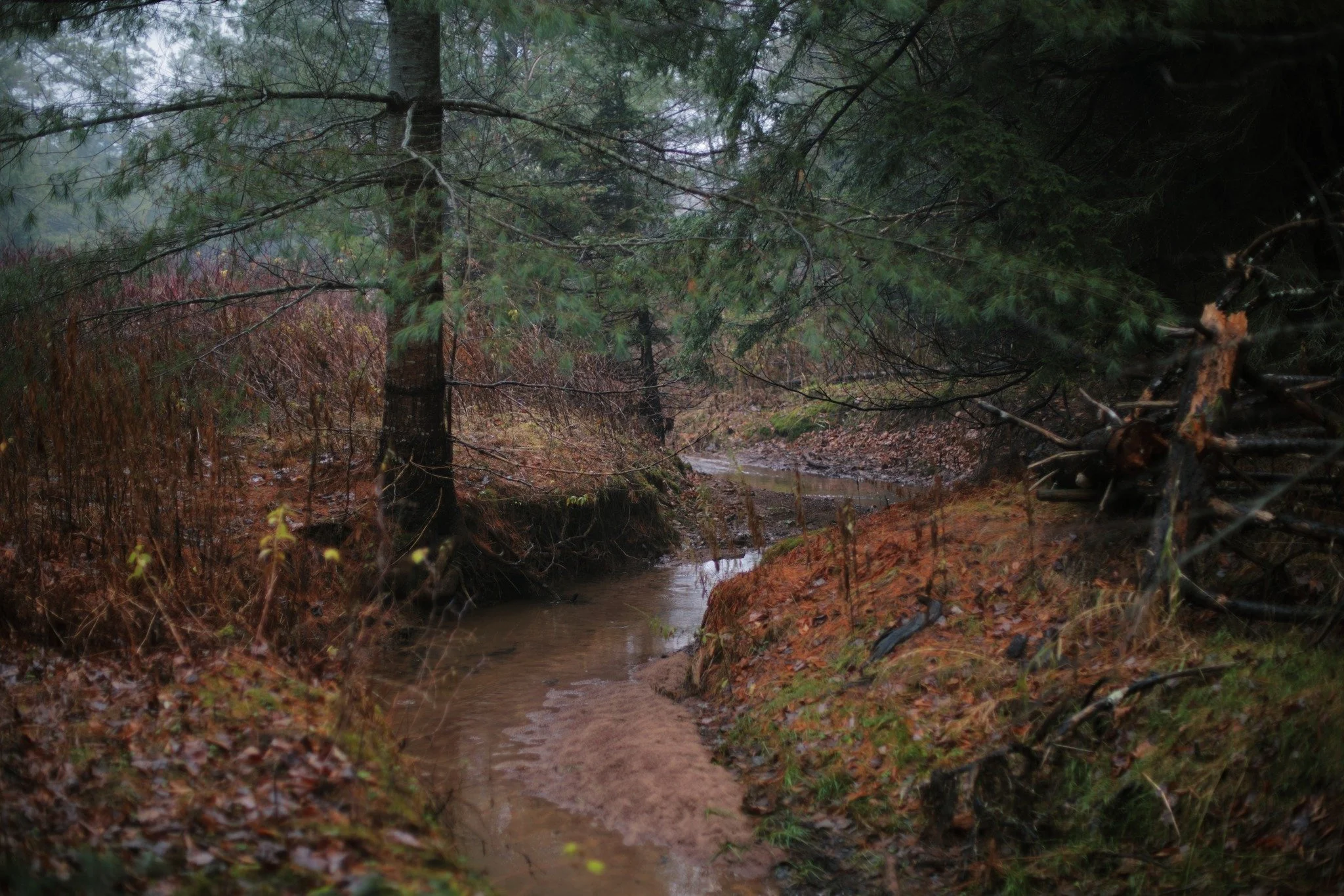 LOSE A SENSE &mdash;&mdash; A carpet of fallen needles drenched in the rain, that's a smell beyond compare. Brings up all the most welcome lonesome memories, time alone as a kid as I learned to love my company. Down below, they come up warm and deep 