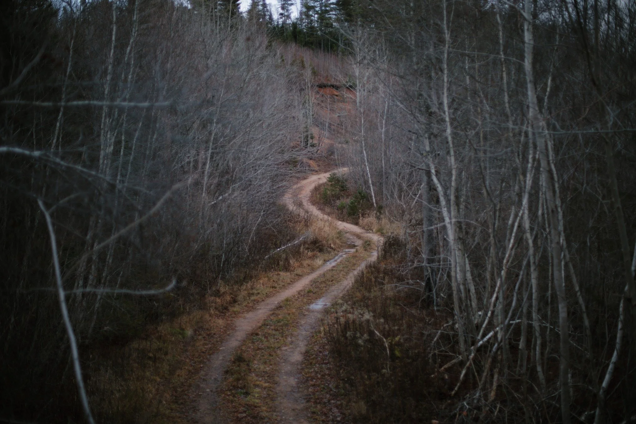 WOODS WANTS BACK &mdash;&mdash; Every evening finds me in the woods these days, on what would've been afternoons just weeks ago. Dark draws nearer all the while, but I still wander in the same span of time. It's the world that changes &mdash; not me.