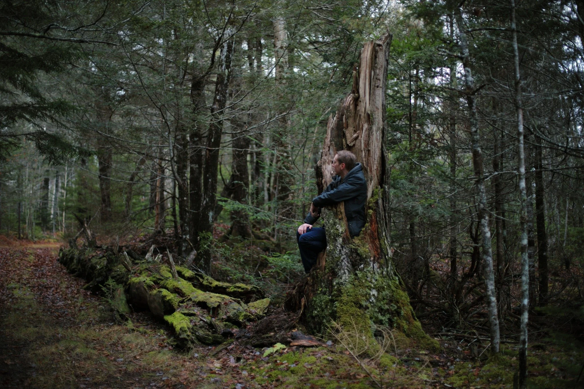 SURE WON'T SLEEP &mdash;&mdash; Nothing is better for the life of a forest than death allowed to happen. Good rot is tough to come by here, with most trees felled first, before nature brings them down. It's a happy occasion anytime I find a shattered