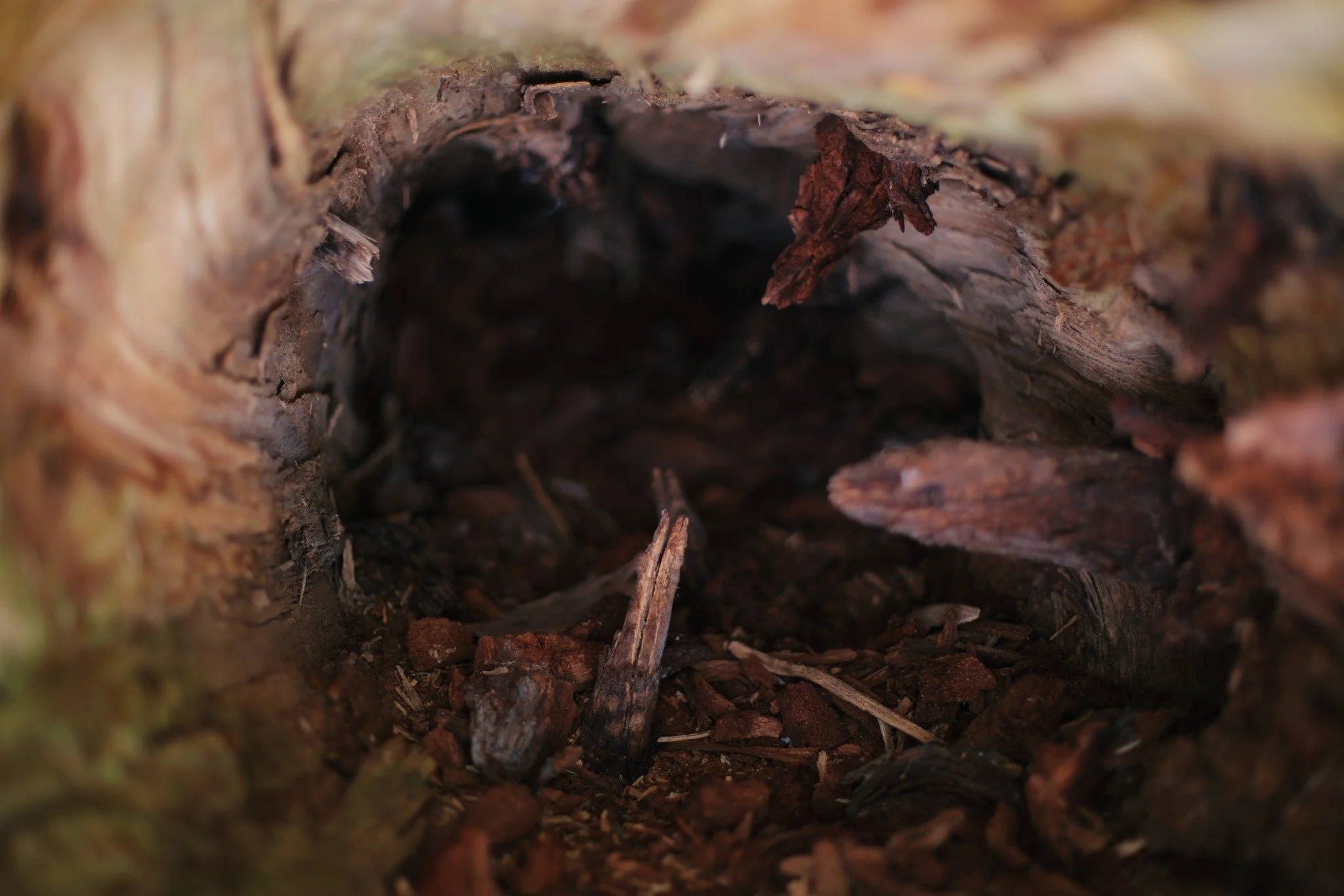 LOST GIVING LIFE &mdash;&mdash; If you've ever crawled into a hollow tree, your first surprise is the bases of branches, dead-end origins like a ring around of teeth. Once the core rots away, they're hanging on rooted into nowhere. This one wasn't qu