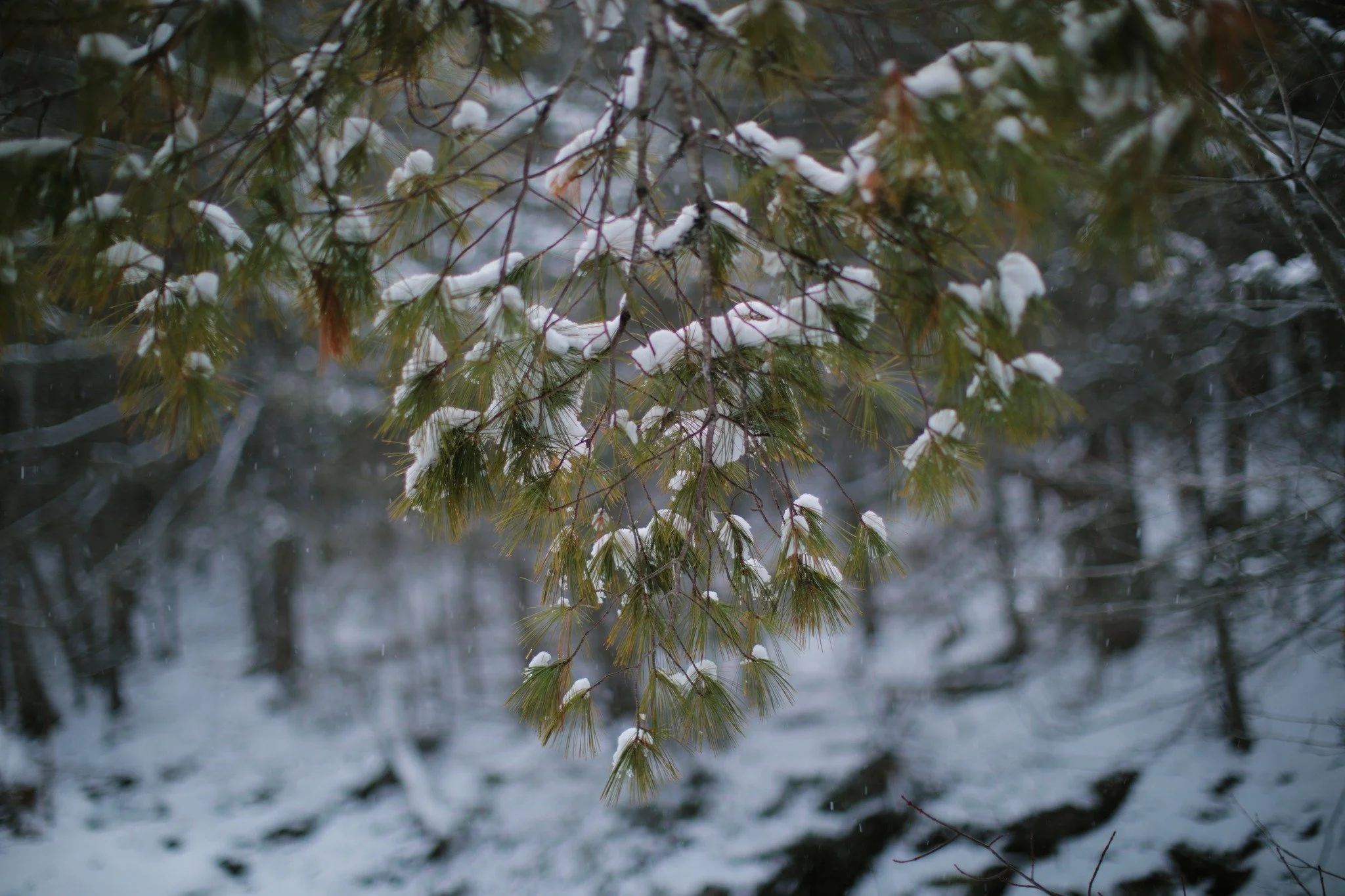 OTHERWISE WHITE &mdash;&mdash; I've got very little energy for complaining about winter. There's always enough thrill to happily endure any unexpected effort. It does get at me eventually, but only in equal measure to the other seasons. The dull, end