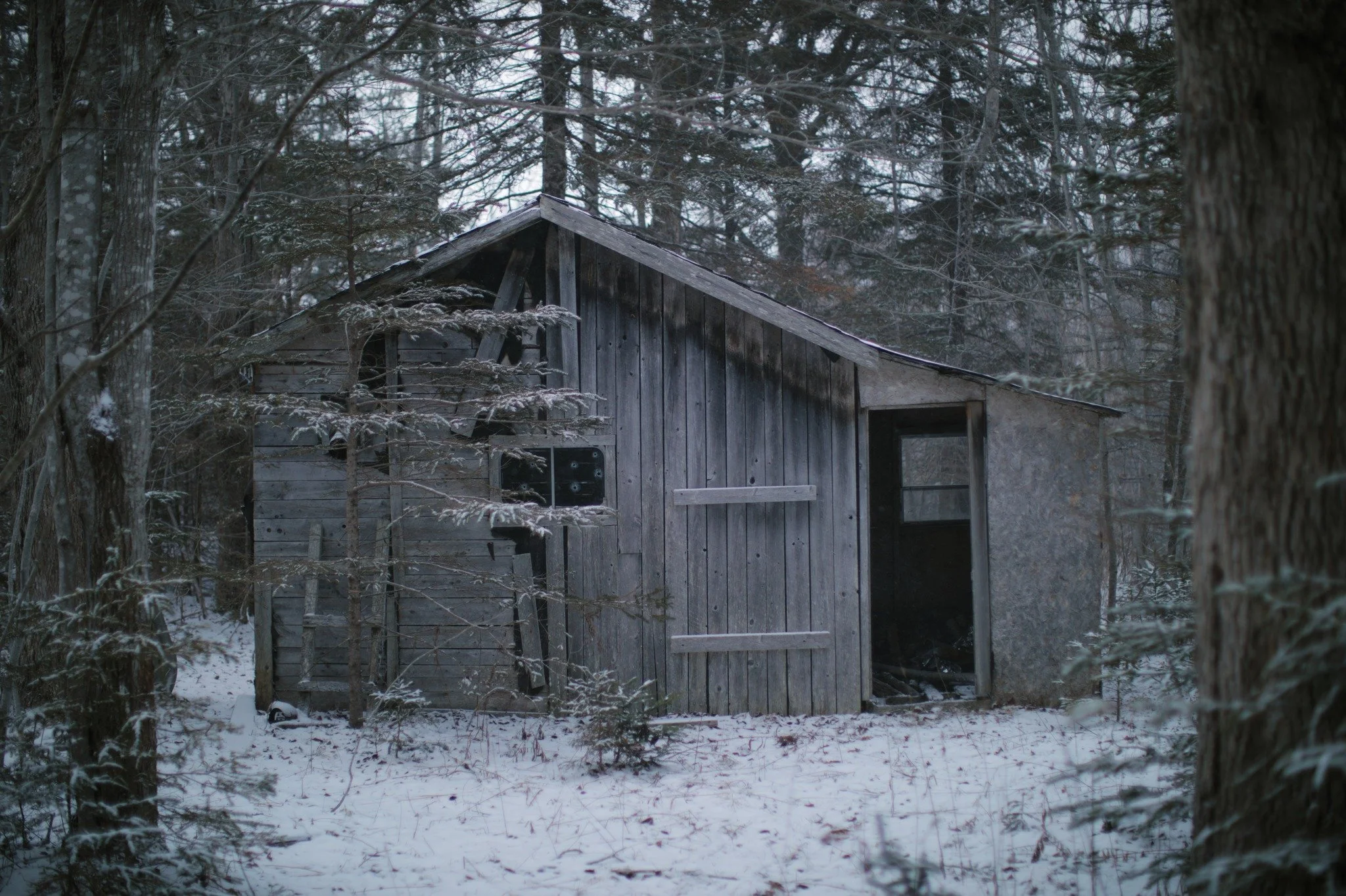 STANDS ON STUMPS

I found the sawdust city
it was ashes of the forest coming down
it had all my favourite sounds
chainsaws and screaming
as the canopy was leaving
and a can of peas sat rusting
(in a hunting cabin gone to ground)
haven't you had your 