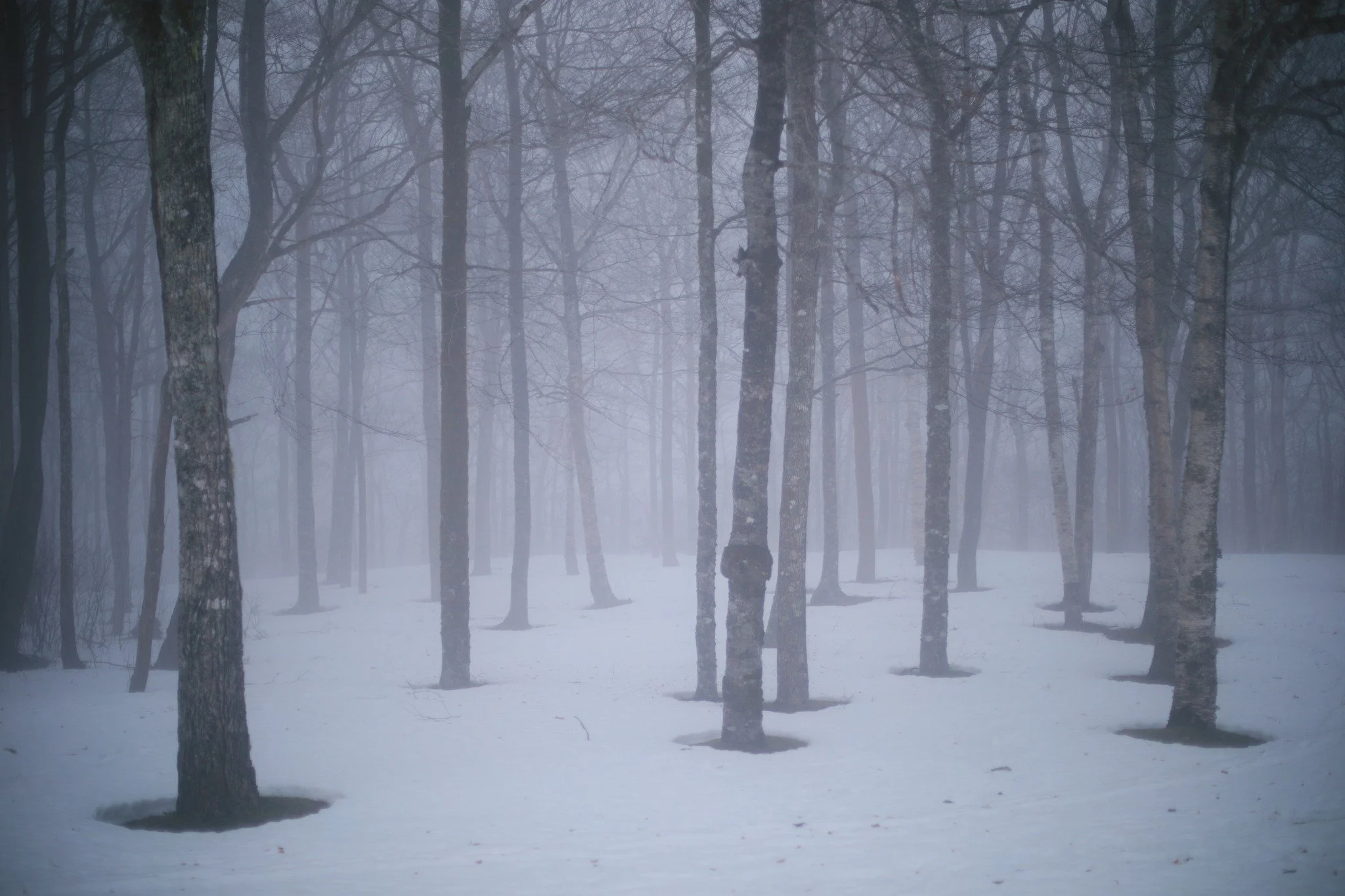 THE WORLD BELOW &mdash;&mdash; Bare halos around trees are early signs of shifting, impatient insistence that spring is breaking. It's been longer than usual since seeing the forest floor; about two months now since our last little melt. Seems somewh