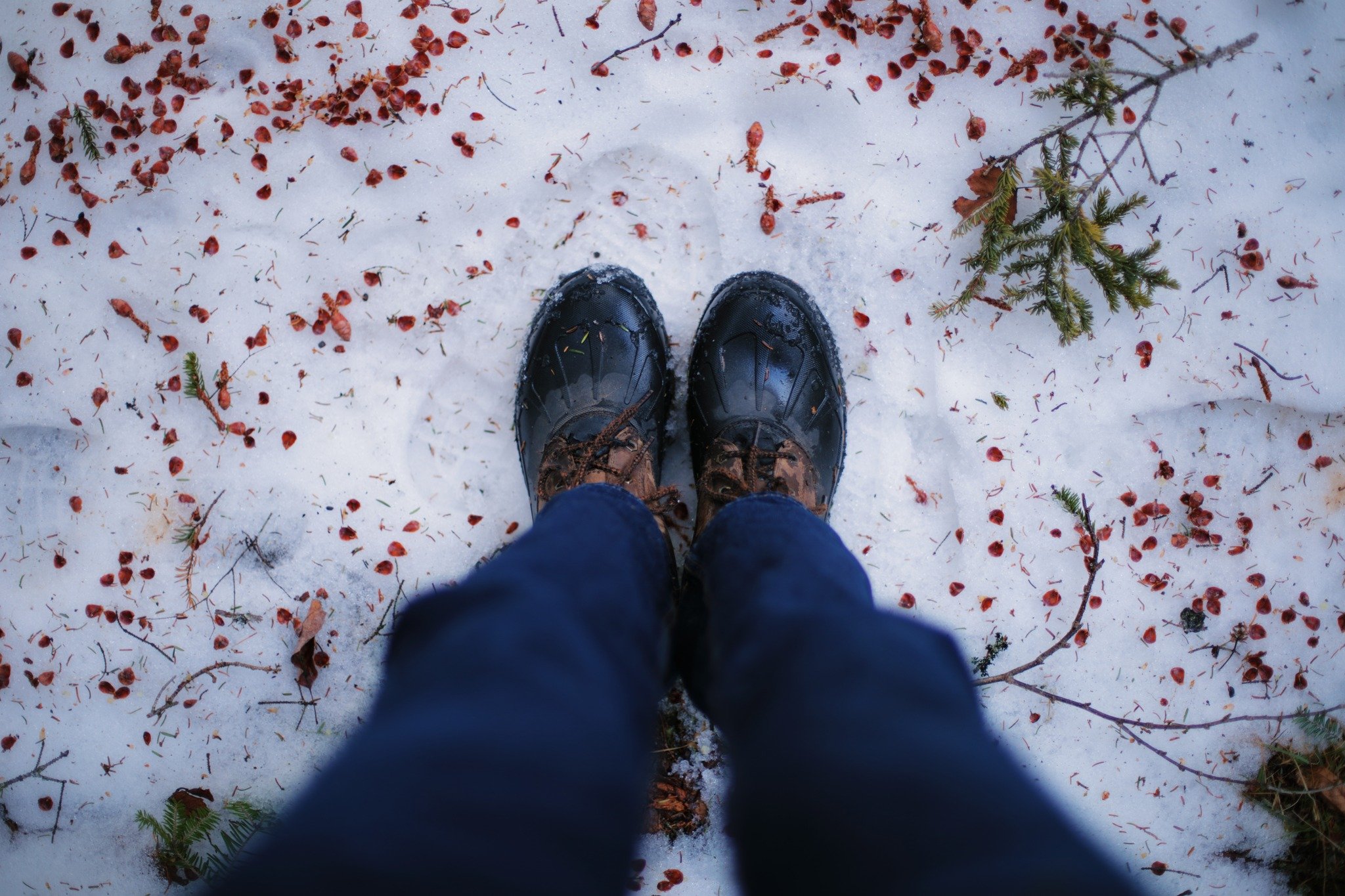 WITHOUT SURVIVAL

the first day
for the forest floor
is almost hallucinogenic
like the high I get
from seeing mushrooms
that I've never even ingested
if you put your faith in fungus
it'll answer every prayer
of afterlife, of wrongs made right
and the