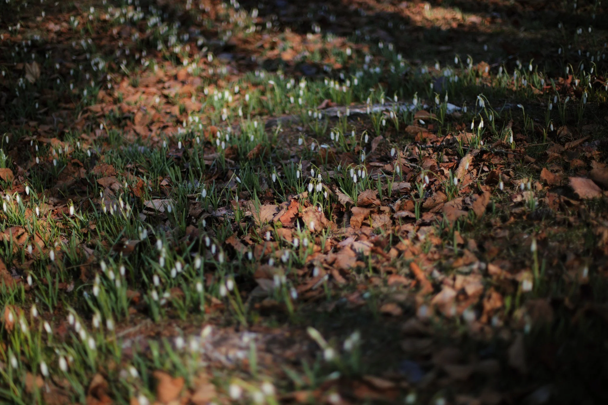 KEEP UPRIGHT &mdash;&mdash; Snowdrops are a rare reminder when it seems like signs of spring are rare. I don't often spot them, but I return where I do each year. The flowers are still hanging low and ragged, making their slow climb up through streak