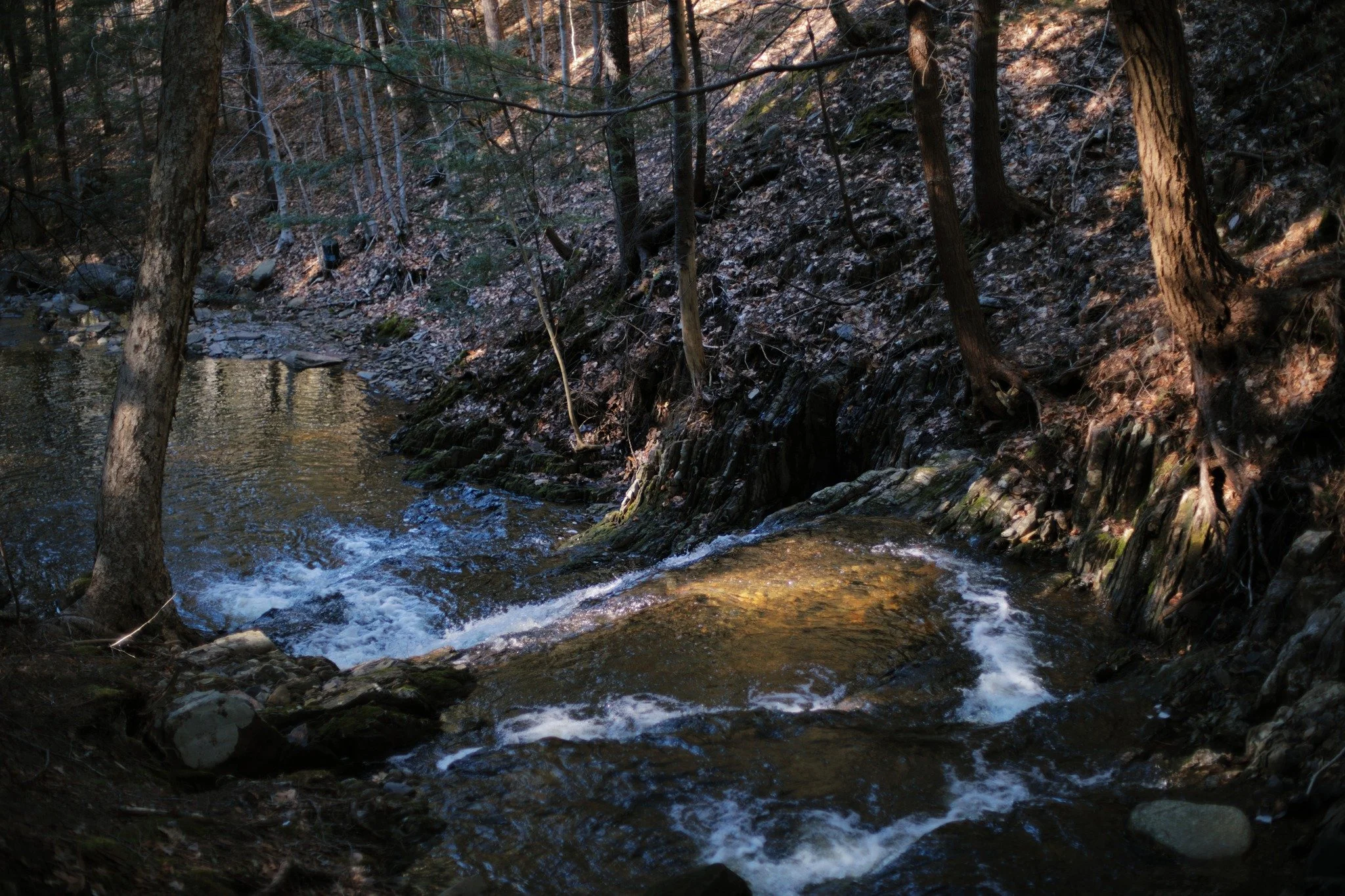 LOW QUARTERS &mdash;&mdash; The golden shadows are in their final weeks with no colour in the canopy. Summer casts this place in a greenish hue, but I think I prefer this cold yellow-blue. Spinney Brook has been good to me through the years, a quiet 