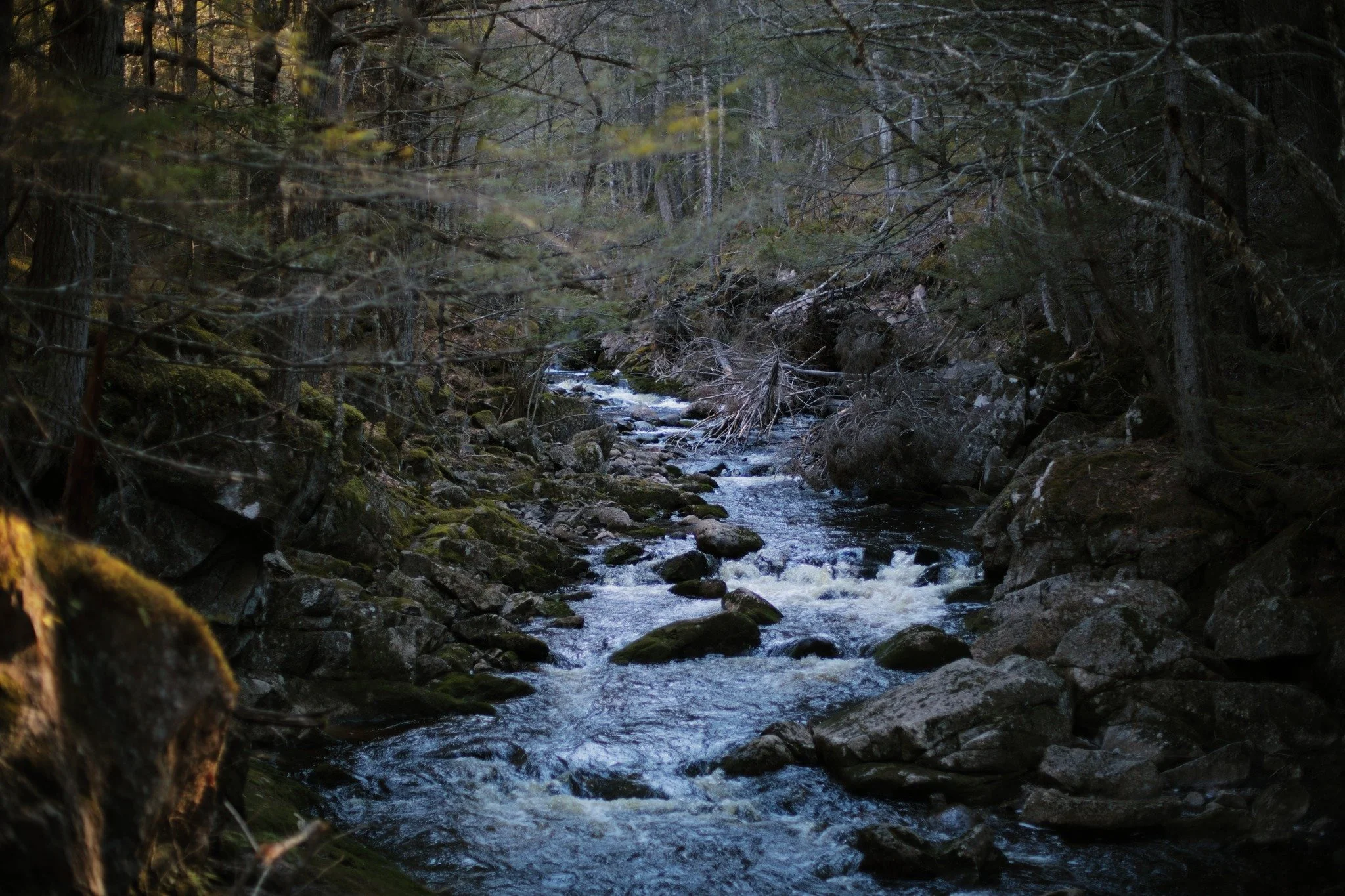 WIDE-EYED ENRAPTURED &mdash;&mdash; Almost all streams in Annapolis Valley run generally north or south, from high ground to the river or the sea. That leaves late afternoon with one side catching sunlight, one side in the shade. There's still a coup