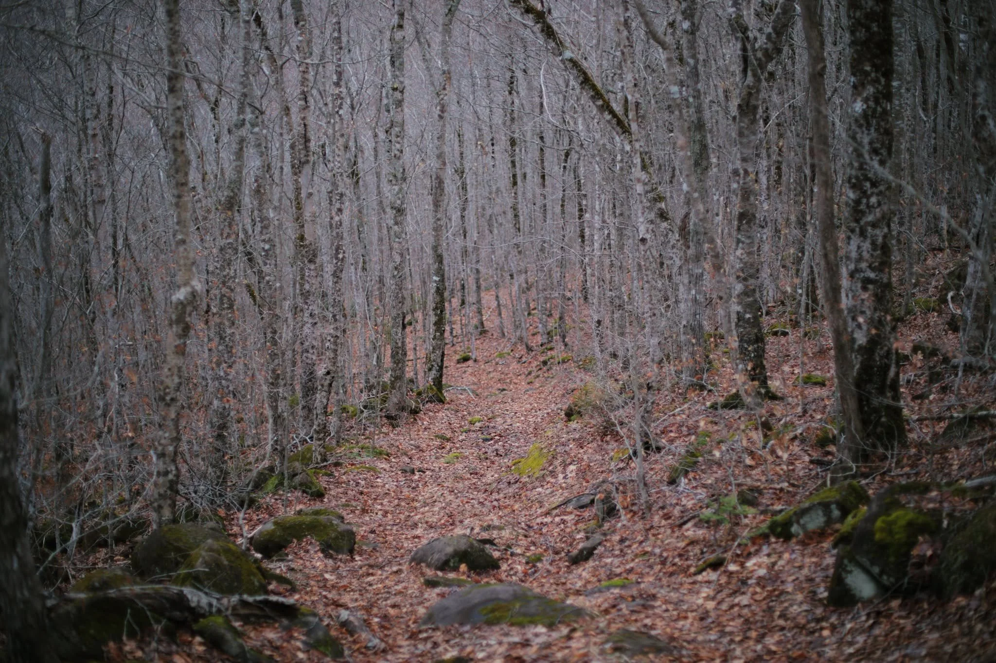 BONDAGE BROKEN &mdash;&mdash; The hillside trails of North Mountain are something sleepy, and not much marks that Chesley Mountain Road ran here. It was one of many valley-to-shore connections created, this road bringing the communities of Clarence a