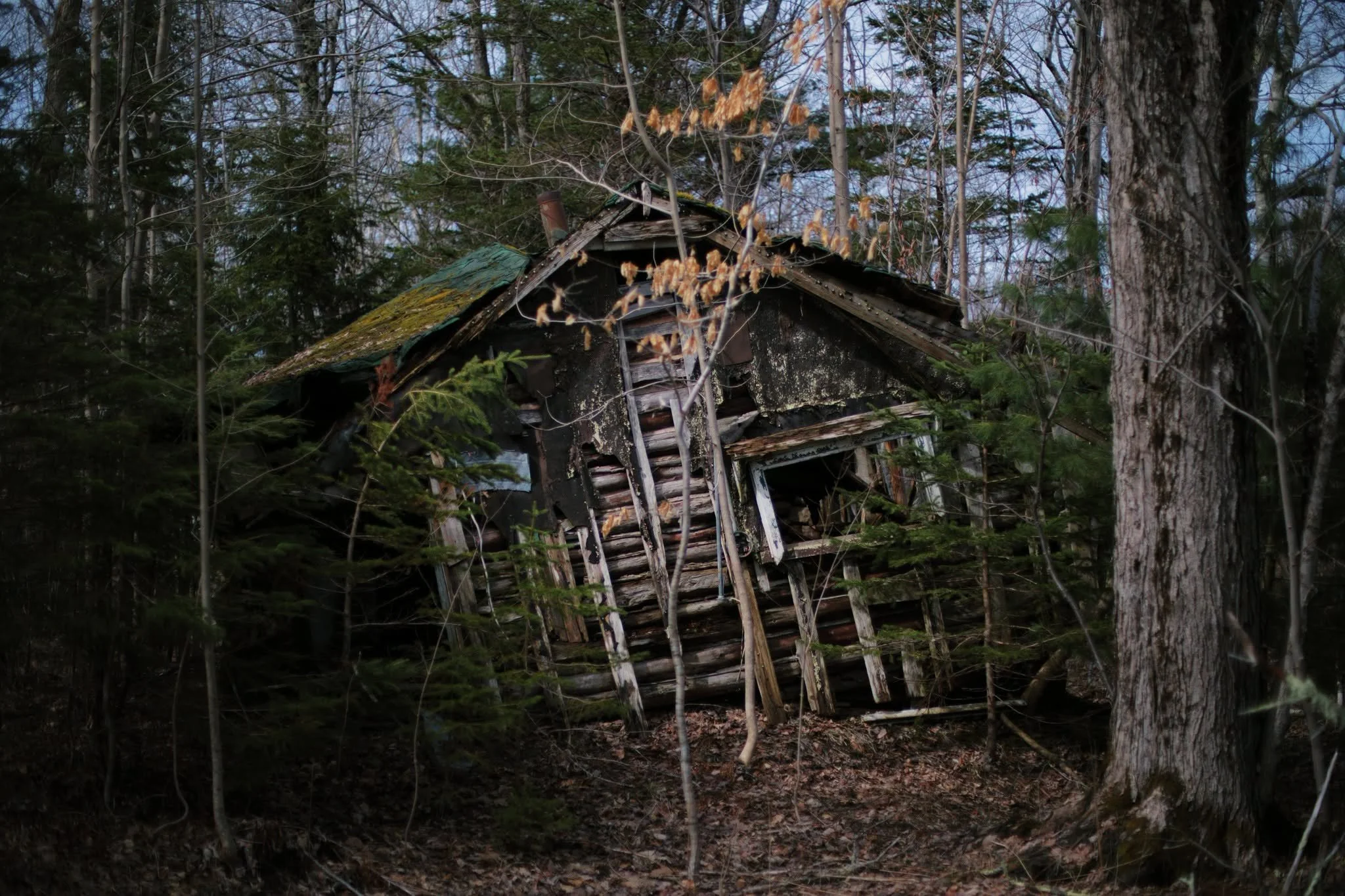 BRUNT OF NATURE &mdash;&mdash; These are the last weeks of searching for secrets. In the land of young growth brush, the days before leaves are best. Bare branches keep less hidden of the well-masked past. The last of oak and beech from last year sti