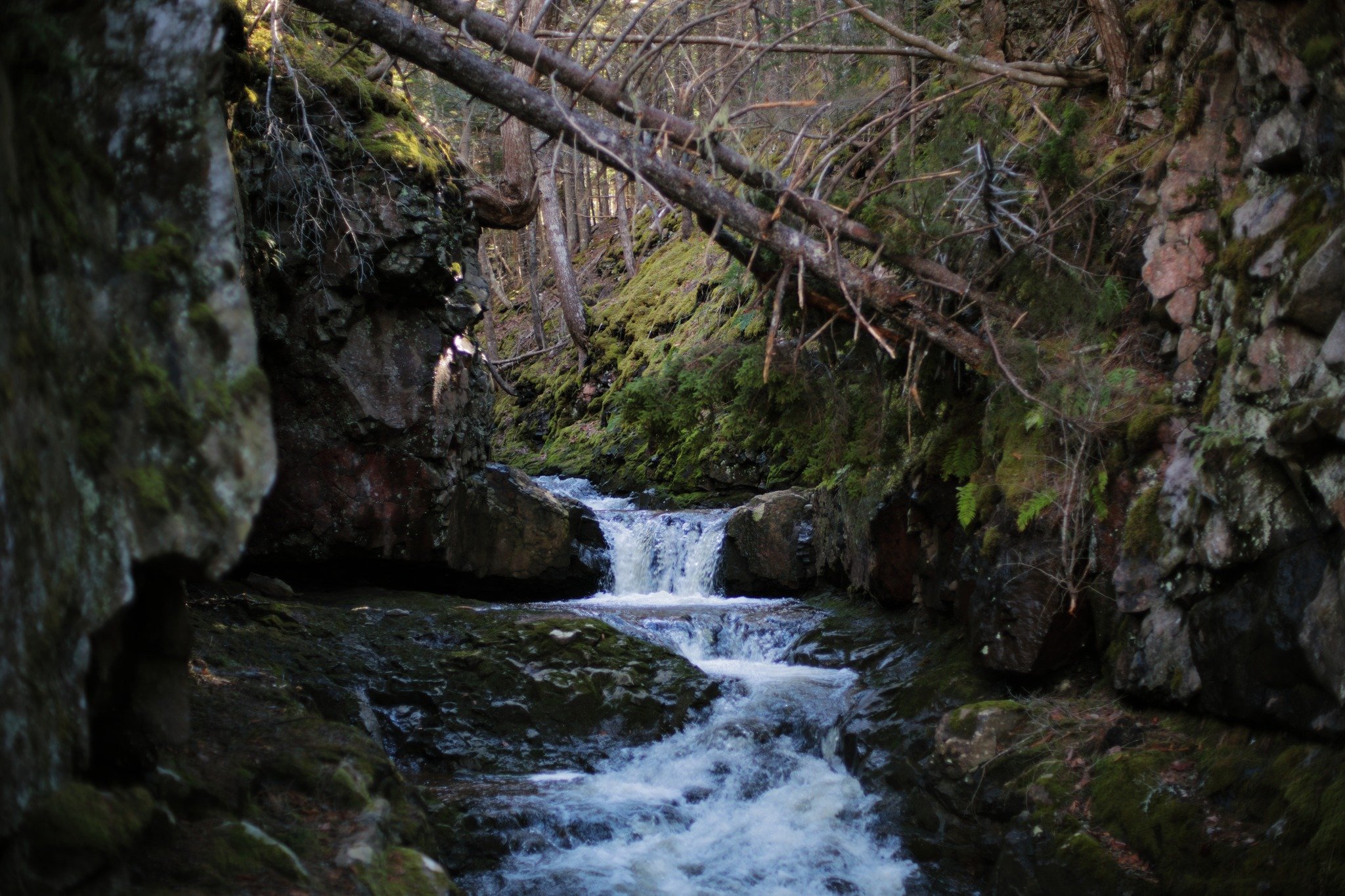 STRANGE SPRING &mdash;&mdash; Brief detours are my salvation on days where time is short. I know all the places when I can pull up somewhere, and be totally immersed in nature a couple minutes later. The hollow of Healey's Brook is among the more acc
