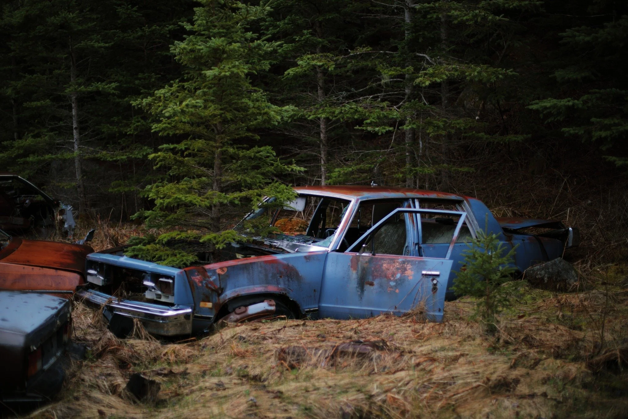 SPACE AND SEE &mdash;&mdash; The beauty of a drenched wet wreck enlivens me. Soft sheen of spring weather on a body long-broken, they really rode this one into the ground. When I slip from the woods with civilization somewhat distant, it's always an 