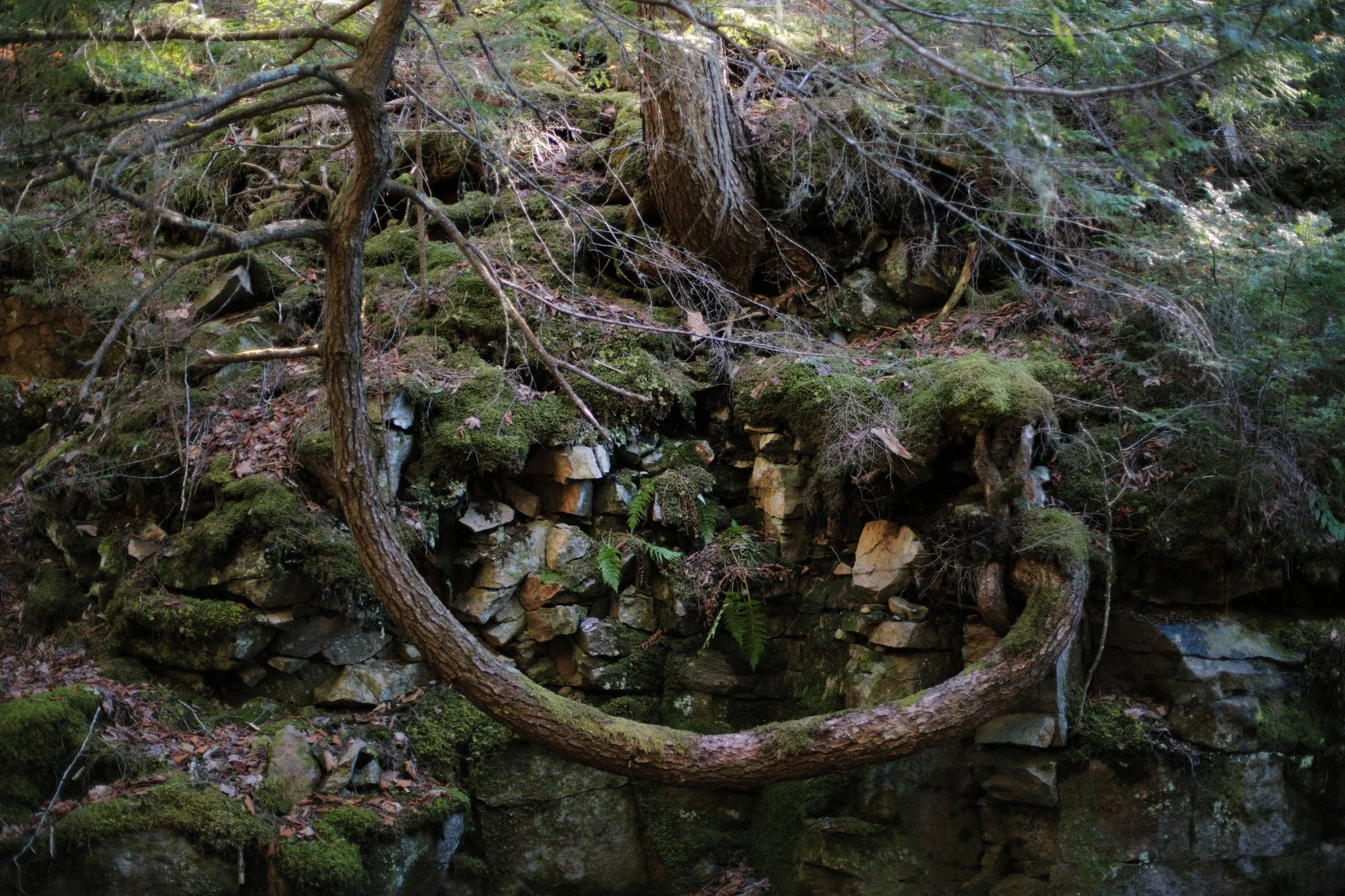 WHO WANDERS &mdash;&mdash; I return to this tree for inspiration. Not notions of success, just survival. Because I suspect it'll uproot itself under its own weight. The great swoops of ups and downturns have defined me, feeling as though I'm always e