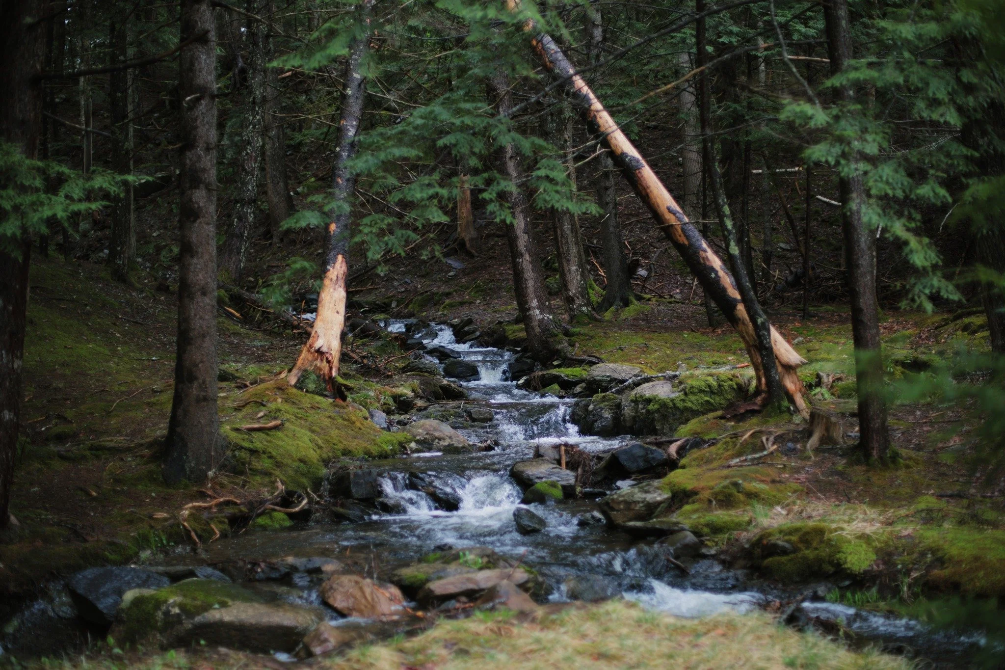 FOLLOW ALONG &mdash;&mdash; On the roads running further from home, there are still spaces less familiar. The hills and hollows of Gaspereau Mountain slip silent to a wilderness I've only seen in part. Civilization exists exactly to the edge, as I wa