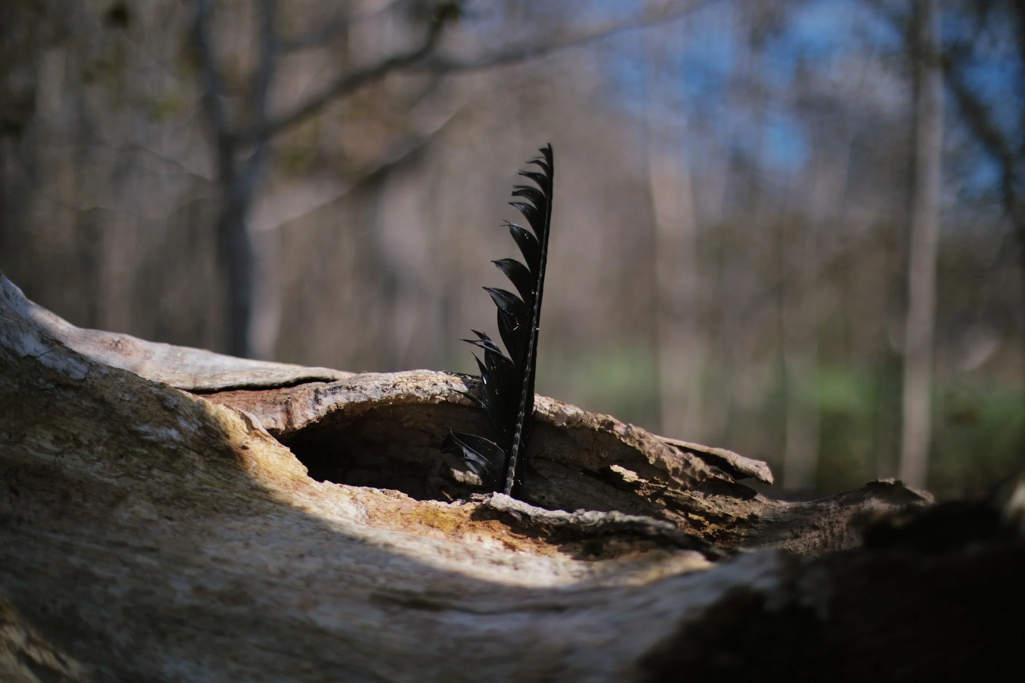 STILL AS AN IMAGE &mdash;&mdash; What's beauty at random but a disembodied feather in a dead tree? Blown by wind and chance to end up here. I'm an anxious-hearted holistic human on my best days, buzzing by way of what occurs unexpected. This holds hi