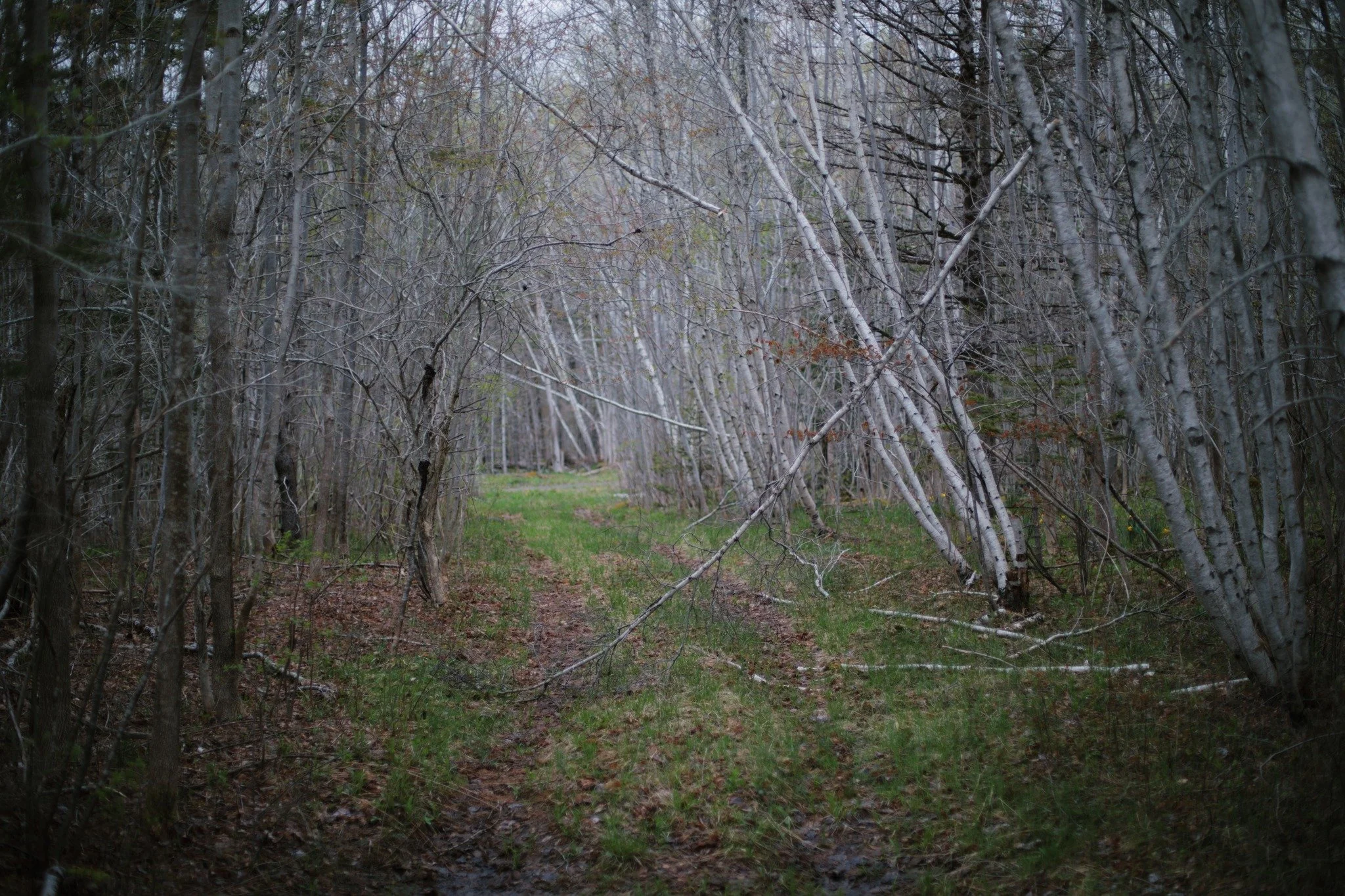 BURIED IN SHADE &mdash;&mdash; We're slipping into the last bare week, a time I call "false fall". The colour of early leaves break out in a kind of imitation autumn. Pale yellows and oranges, reds now and then, shades suggesting nothing of