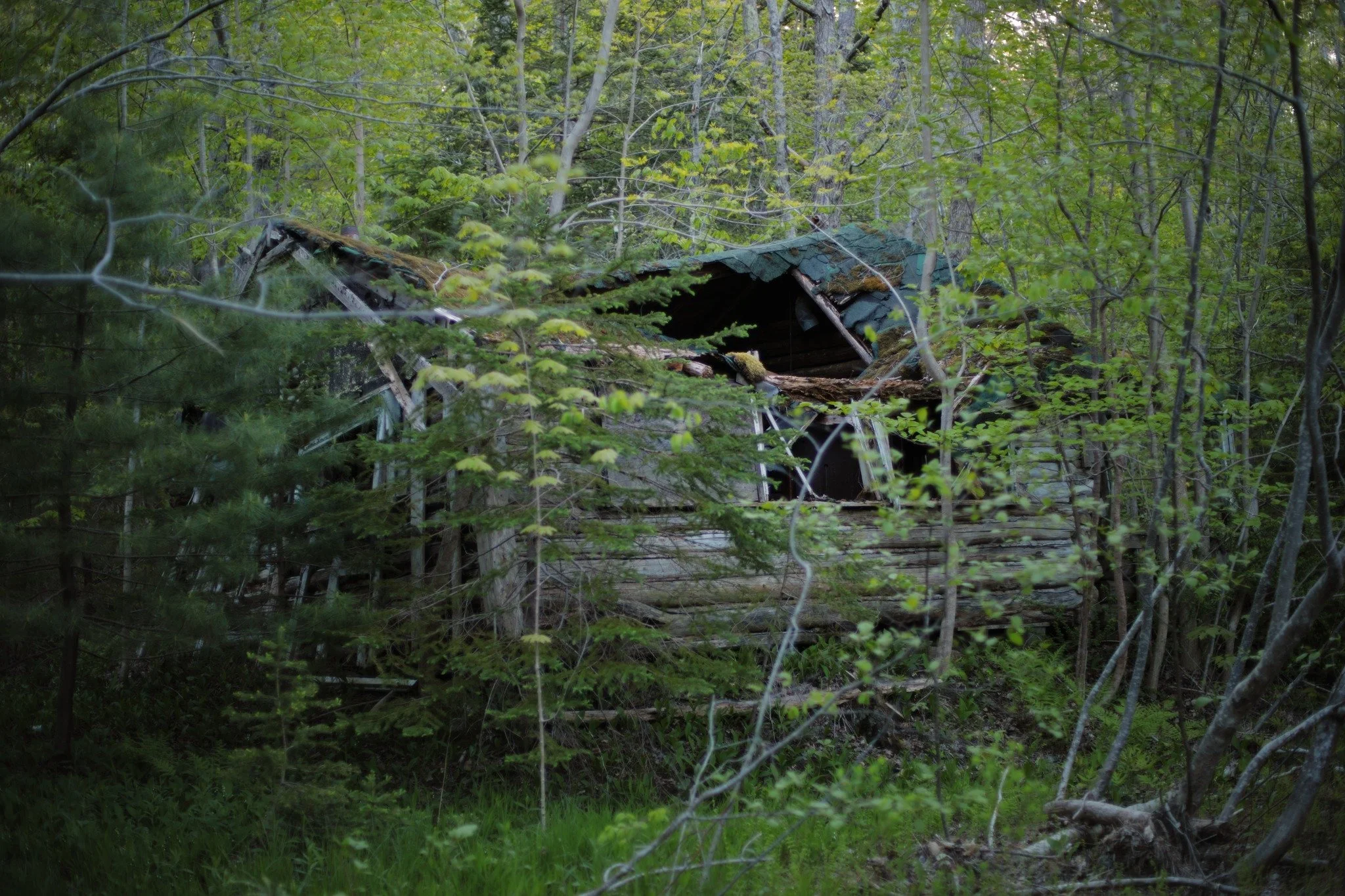 LAST LOW BREATH &mdash;&mdash; When I first entered the dooryard of this derelict cabin, it was in the last week of brown and grey. Now it's nearly swallowed in green a full month later. The shape is close to lost, soon to form a final rubble. The la