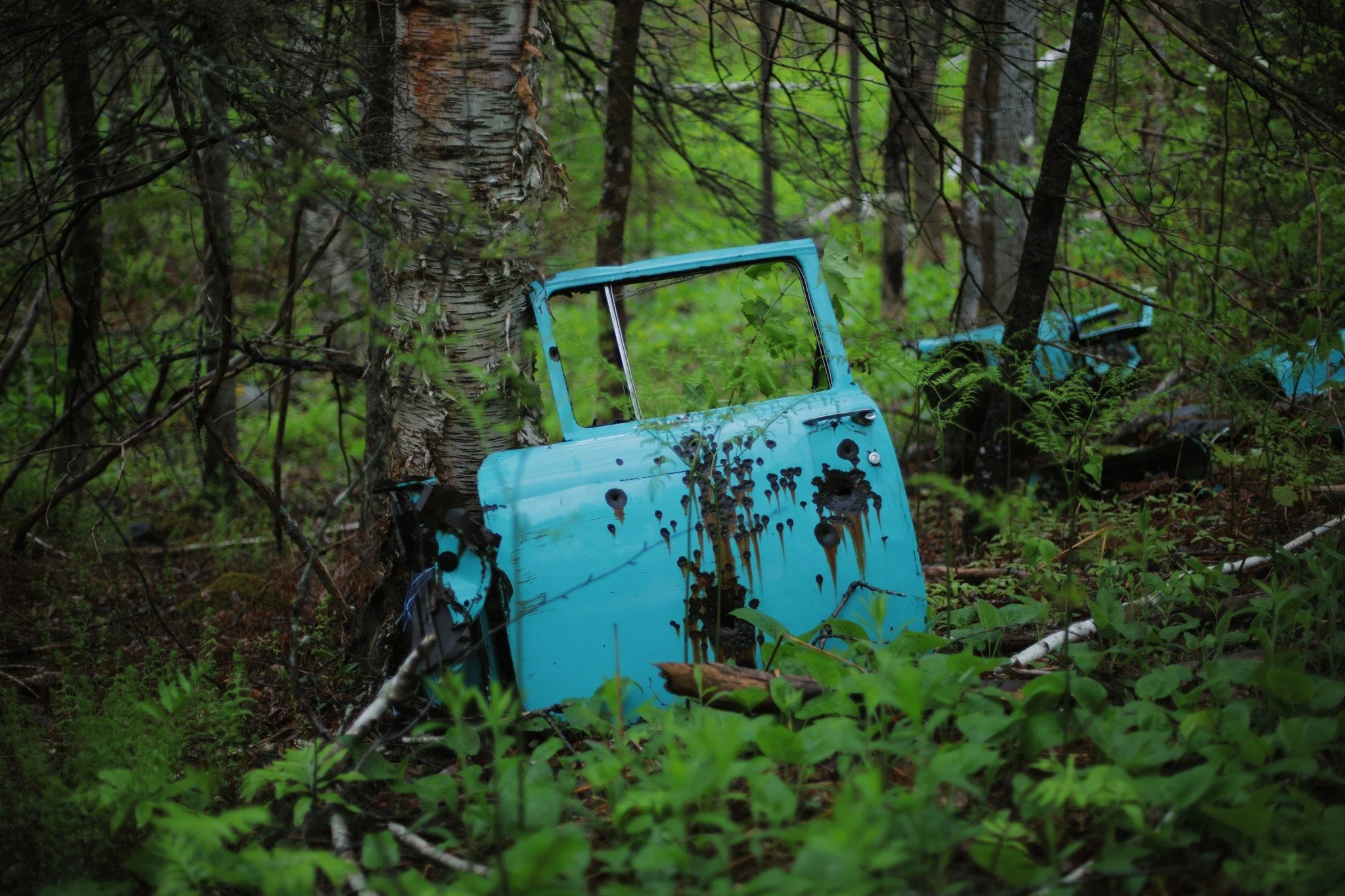 WHAT RESEMBLES &mdash;&mdash; The dark days of spring are the happiest for me. Splash the fresh green canvas with a coating of rain, like varnish on a painting, and watch the colours come alive. Dismembered doors of car bodies rusted are left propped