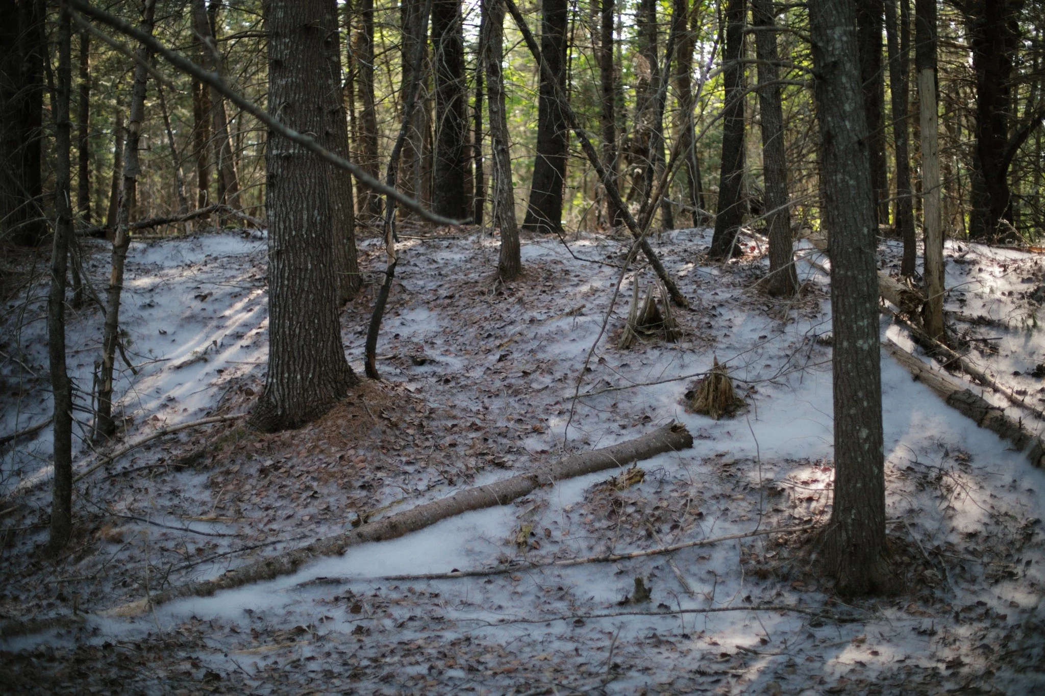 BARREN SHADE &mdash;&mdash; That's no fresh-fallen powder you're seeing, no fluffy snowfall somehow snuck in overnight. It's surely not smoke or a low-lying fog. What you've got here is the leavings of dandelions, all scattered where the wind would c