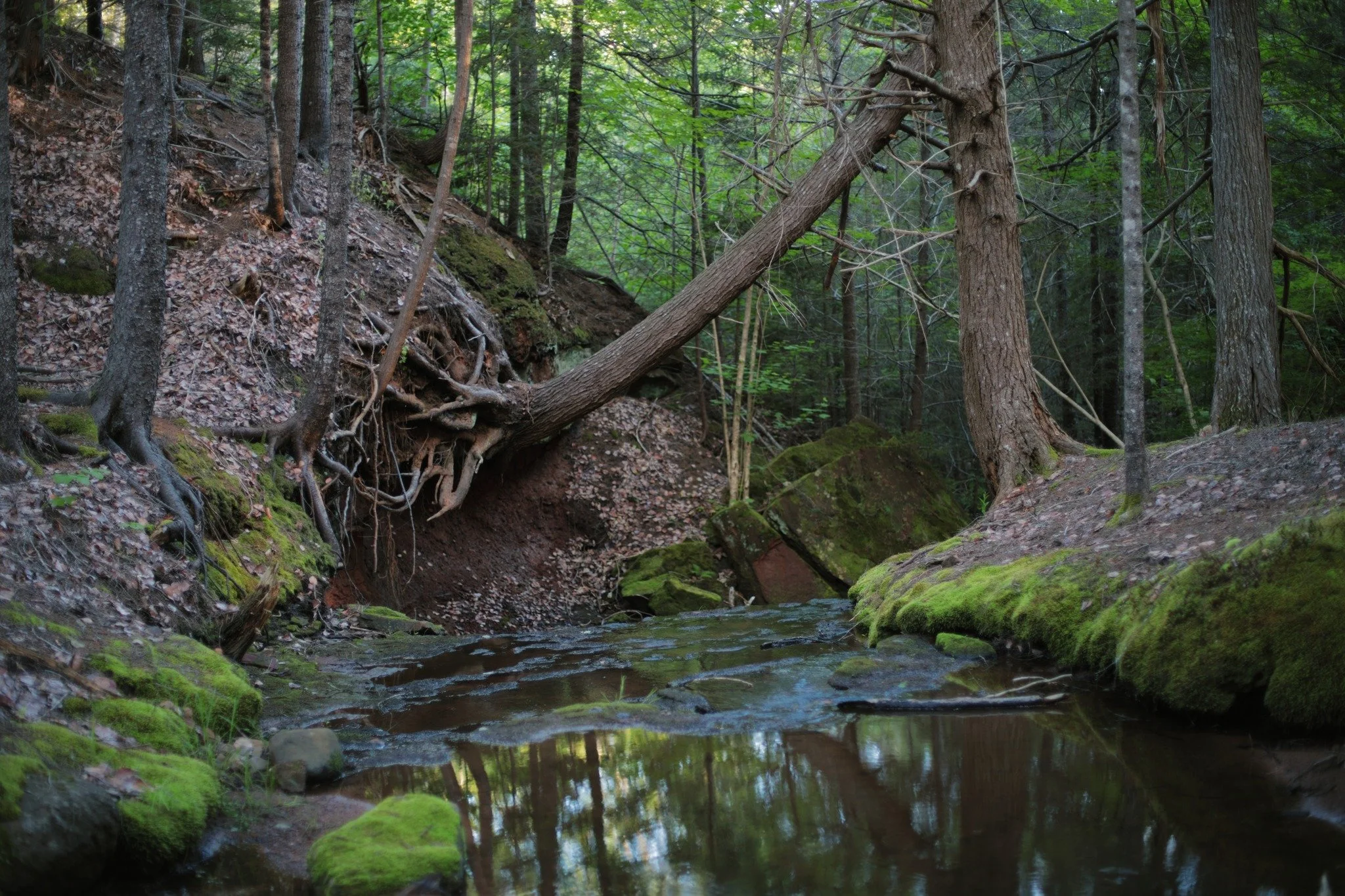EBB IN THE FLOW &mdash;&mdash; Hollow Brook never carries much current in even the wettest times. But the start of summer already sends it trickling faintly over sandstone, through a grove of aging evergreen, silent as she goes. I want to say that yo