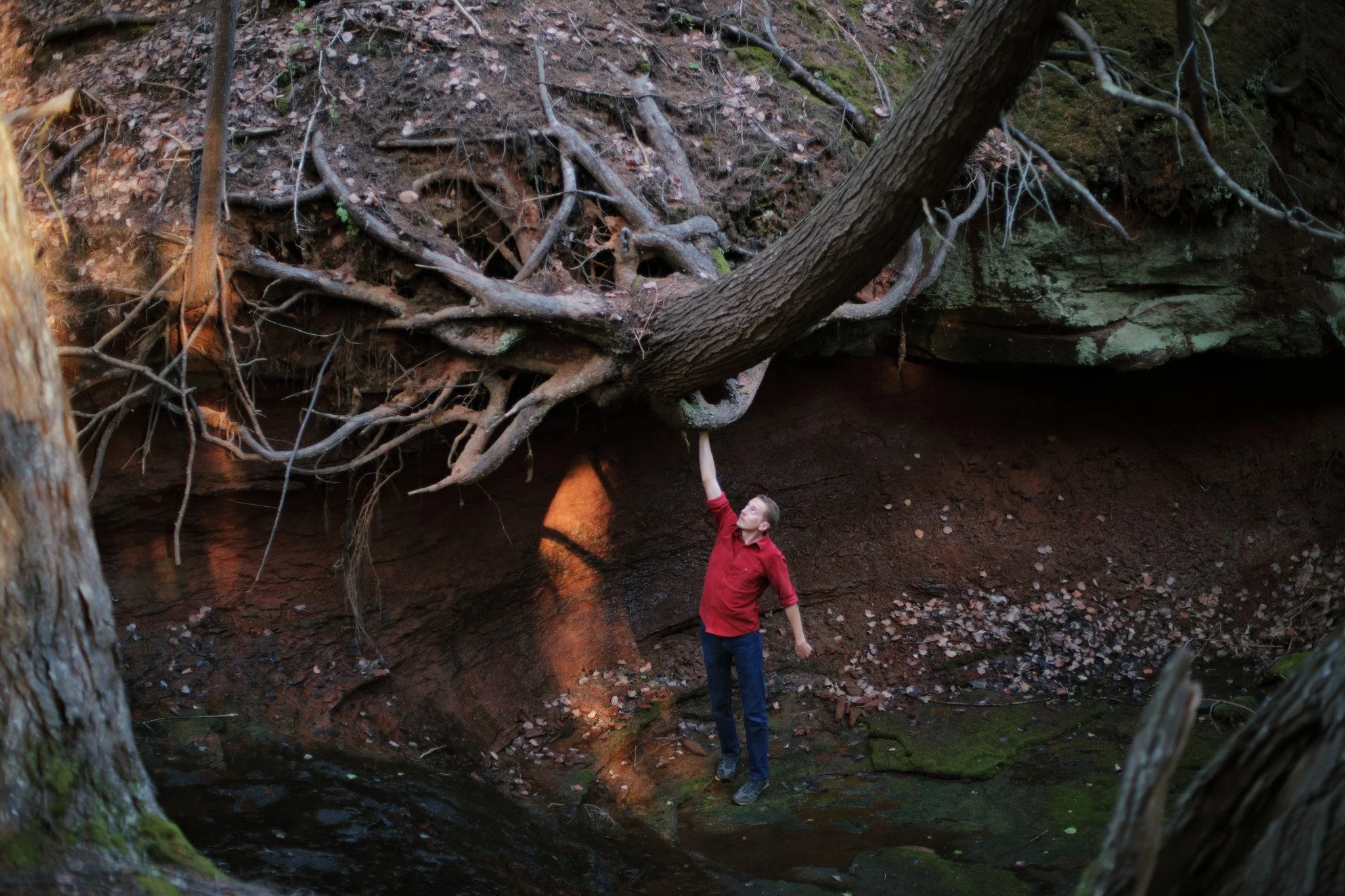 CAVE PAINTINGS &mdash;&mdash; I often visit this, the most precarious tree I know, checking in on the life it's got left. I've said it before on occasion, but I find all my metaphors for survival in nature. Some folks get so philosophical on existenc