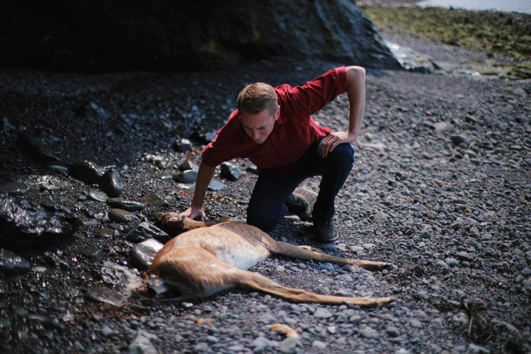 LIKELY SUDDEN &mdash;&mdash; Some days in nature are defined by death. I came to the shore same as I often do in early summer, on the run from valley heat. It's a predictable escape, dropping the mercury to something manageable when I'm sick of hidin