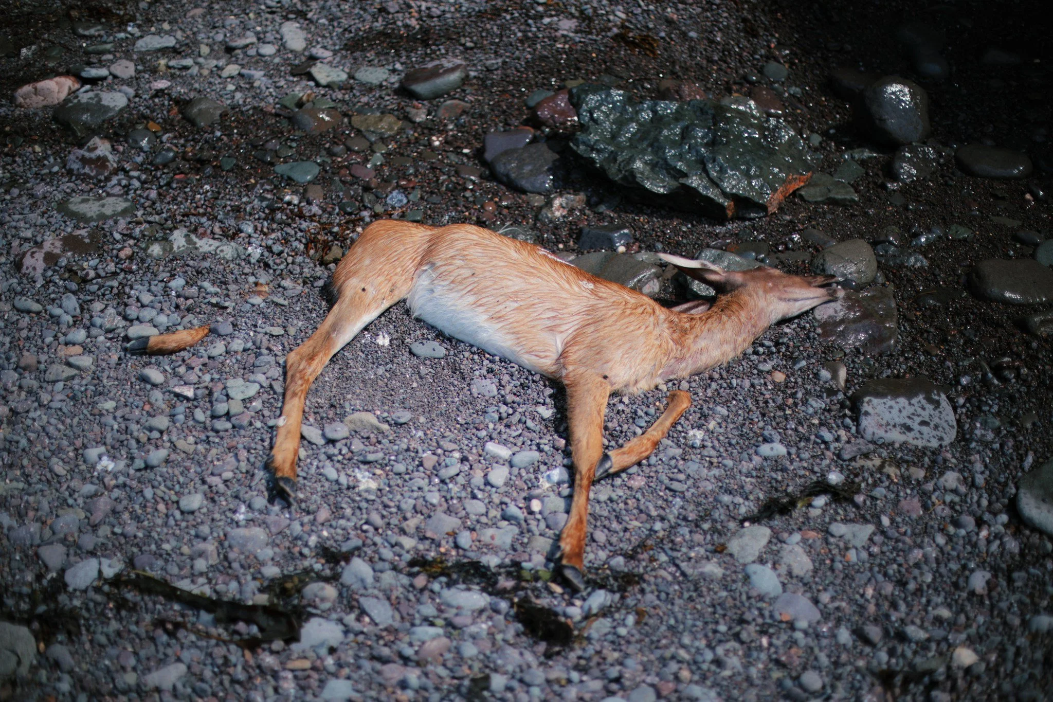 EXIST IN CONTRAST &mdash;&mdash; It's been one tide at most since this little one fell from the cliffs. We're in that rare and transient rest-in-peace period in nature, before the scavengers of sea and sky share space in their ancient ritual. Down in