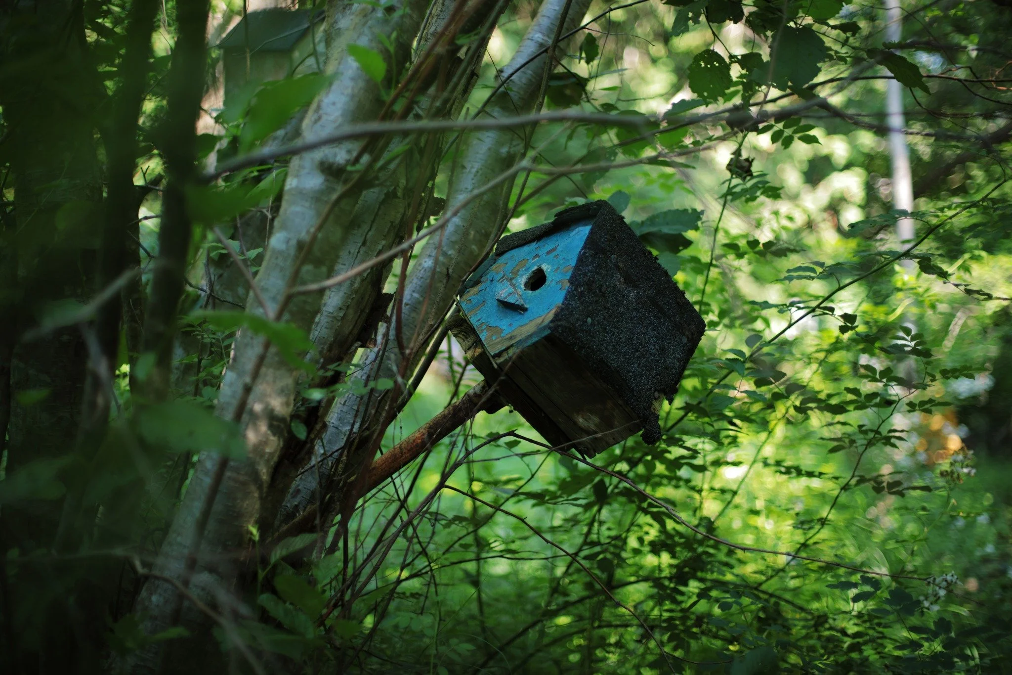 TIRE QUICKLY &mdash;&mdash; Abandoned house for a brave bird, hanging over the shores of Spurr Brook. If any gutsy winged creature is seeking temporary shelter, perhaps there's still some purpose left here. But my bet is more on bugs. Perhaps whoever