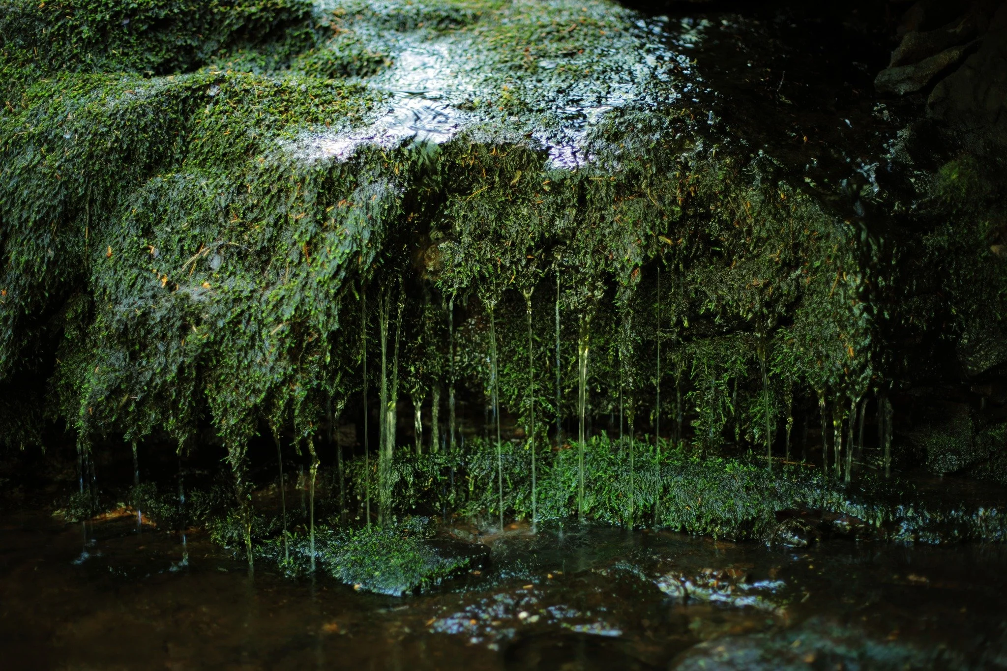 LAKE OF HURRY &mdash;&mdash; The laminar flow of creek water over moss fascinates me. A steady trickle with no start or end, earth connecting to earth. It's a strange ribbon, an intimate touch, a sight that wraps around my vision and insists on stari