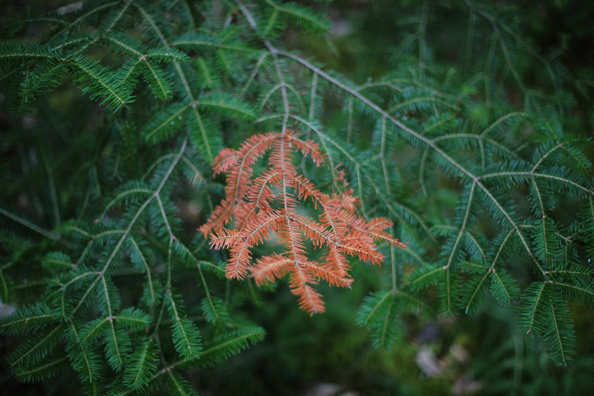 A BIT OFF &mdash;&mdash; Everywhere I go, reminders that last August and September were two of the three driest months ever recorded in my homeland. If it's not whole evergreens gone orange and dead, it's branches like these rejected for the sake of 