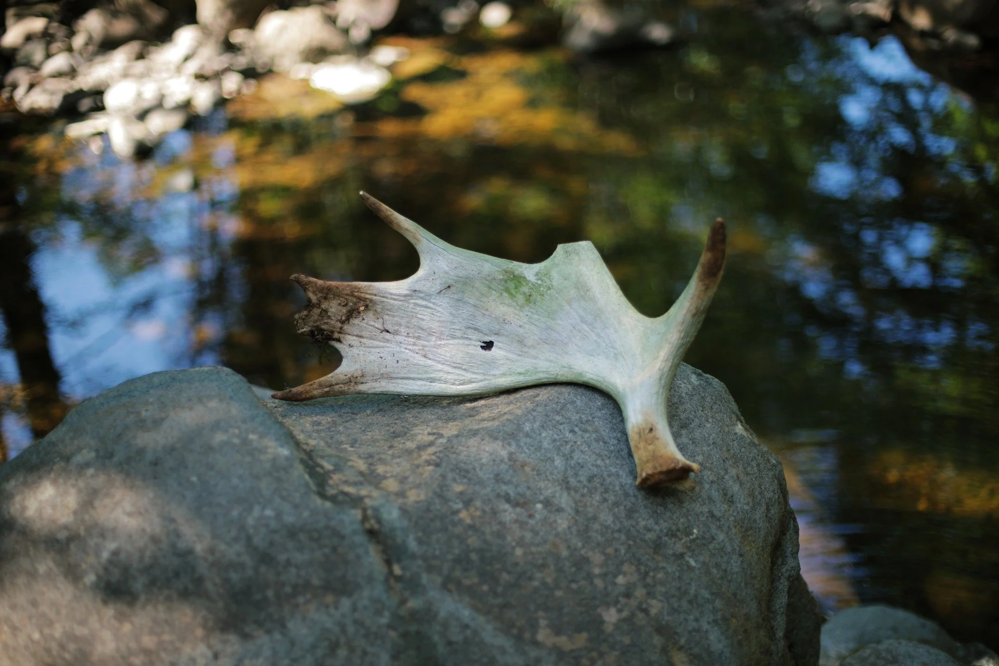 ROGUE ANIMAL &mdash;&mdash; In the countless hours I've inhabited the wild, this is only the second antler I've encountered. I left the last one where I found it, five years ago in the woods of Port Royal. But this one, tripped over on the shores of 