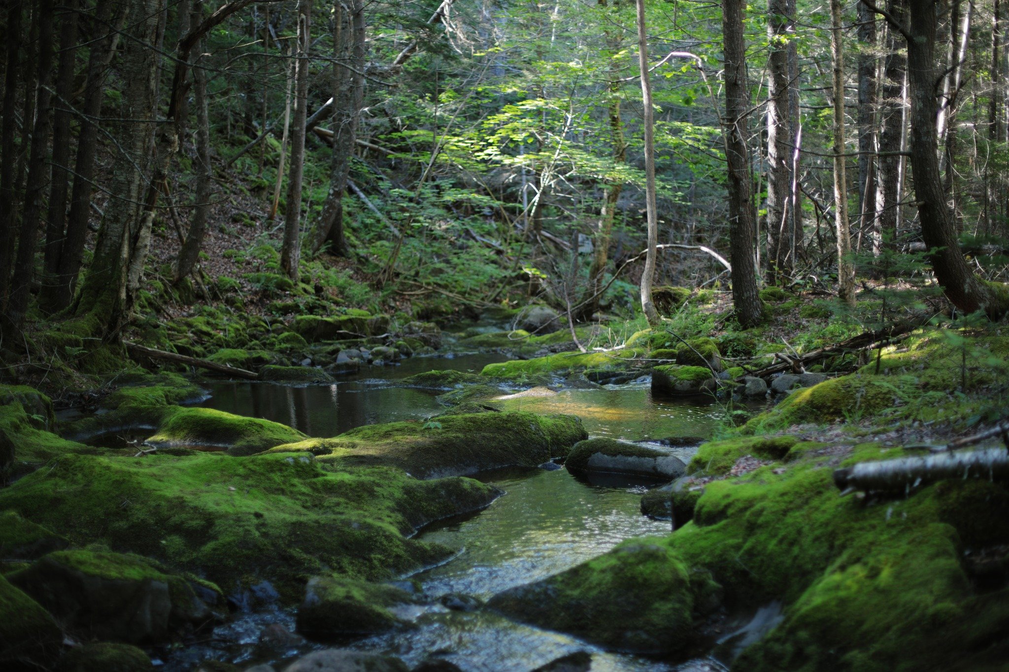 THE SOUND SHOWS &mdash;&mdash; When a hard hike opens to a bit of bedrock and moss underfoot, I'm always certain it's been worth it. The hard work of scrambling rolling rocks and ducking under deadfall, drifting gently to a space that even the most t