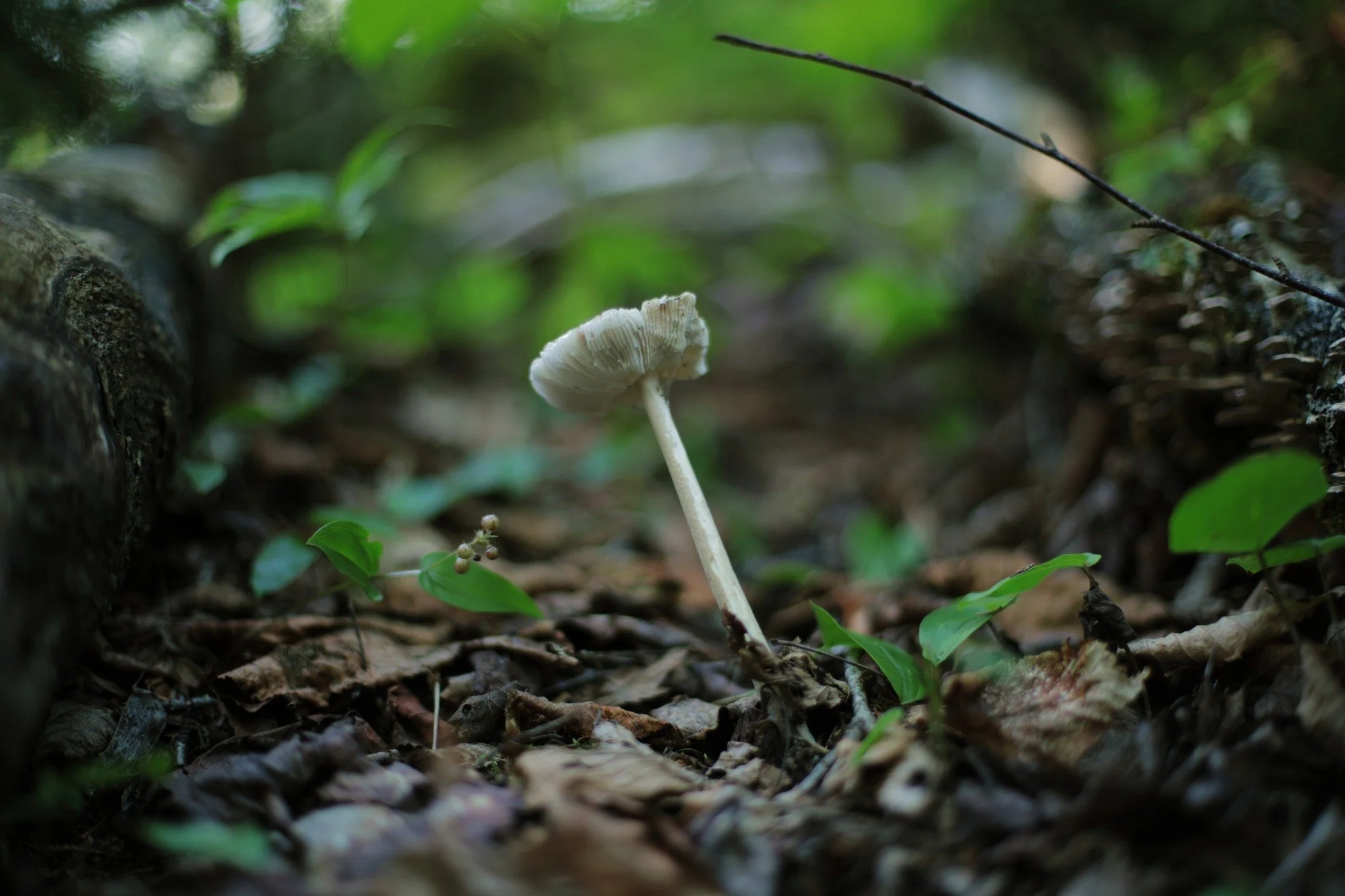 TRY TO EXIST &mdash;&mdash; About a decade ago, it seemed I couldn't go a day without getting facedown on the forest floor. I still feel the draw on occasion, to occupy a world gone belly-up, with the fungus, green things, and deadfall unnoticed. Som
