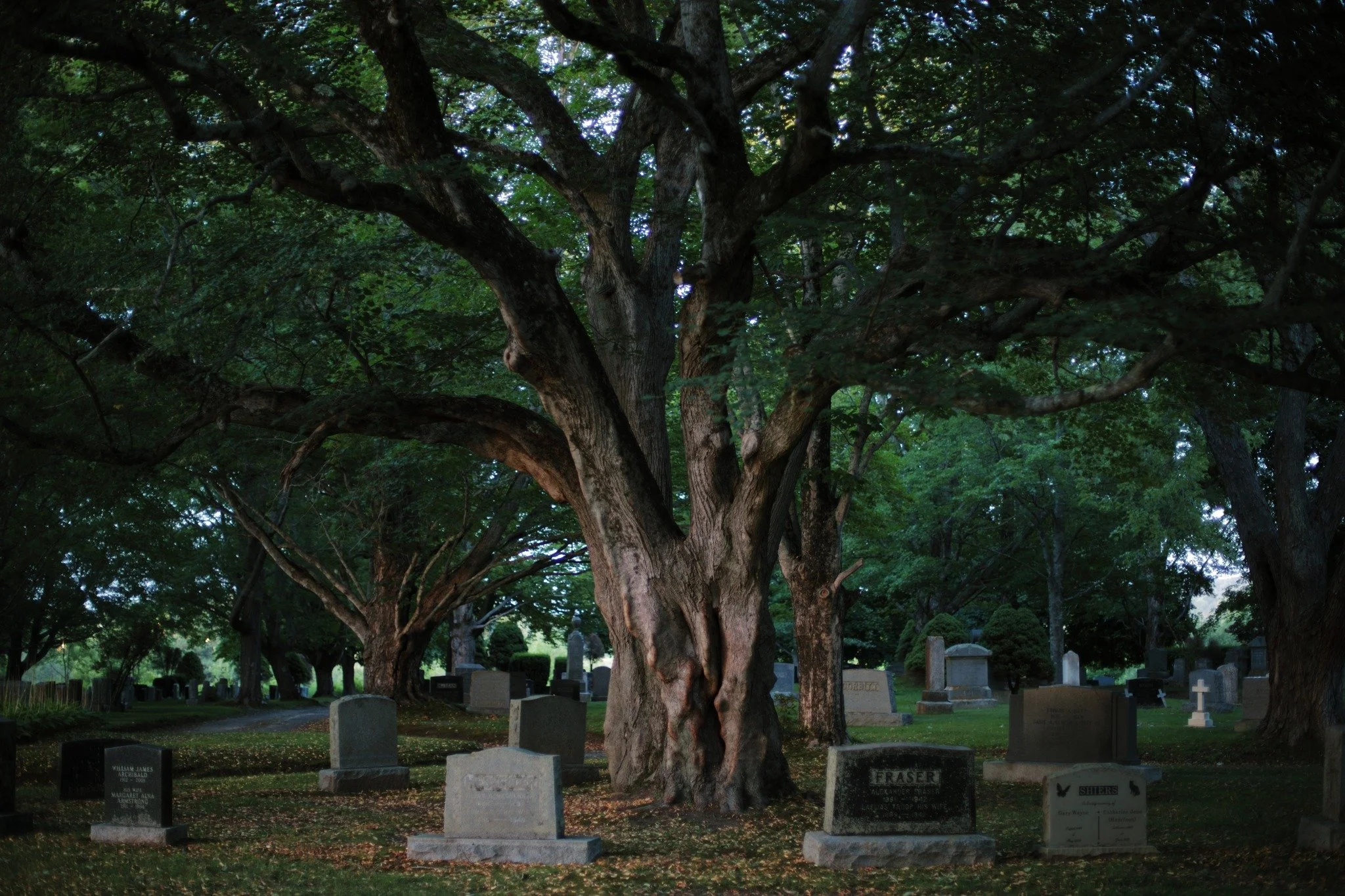 ALMOST INEVITABLY &mdash;&mdash; The oldest tree in any cemetery has a hold on my heart. I'll come running to discover what it takes to feel completely at home as an outsider to time. You're older than anyone alive. Casting shade on the dead, and the