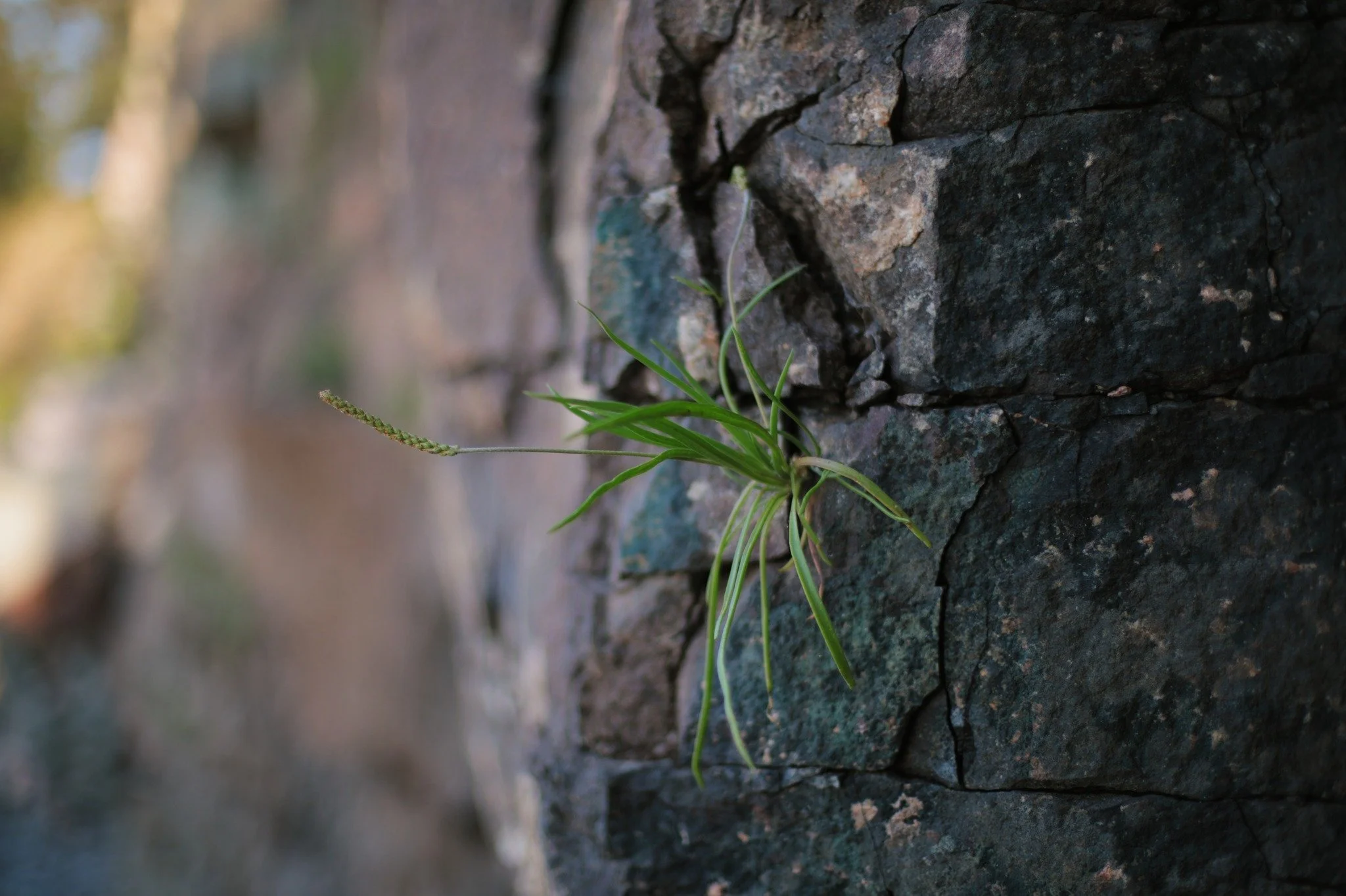 FROM AN IDEAL &mdash;&mdash; Things growing in tough conditions. That's what I love most in nature. Daisies in a crack atop a concrete dam, weeds in rocks, sapling from a rotten windowsill. There's a blind optimism about it, more than we could ever g