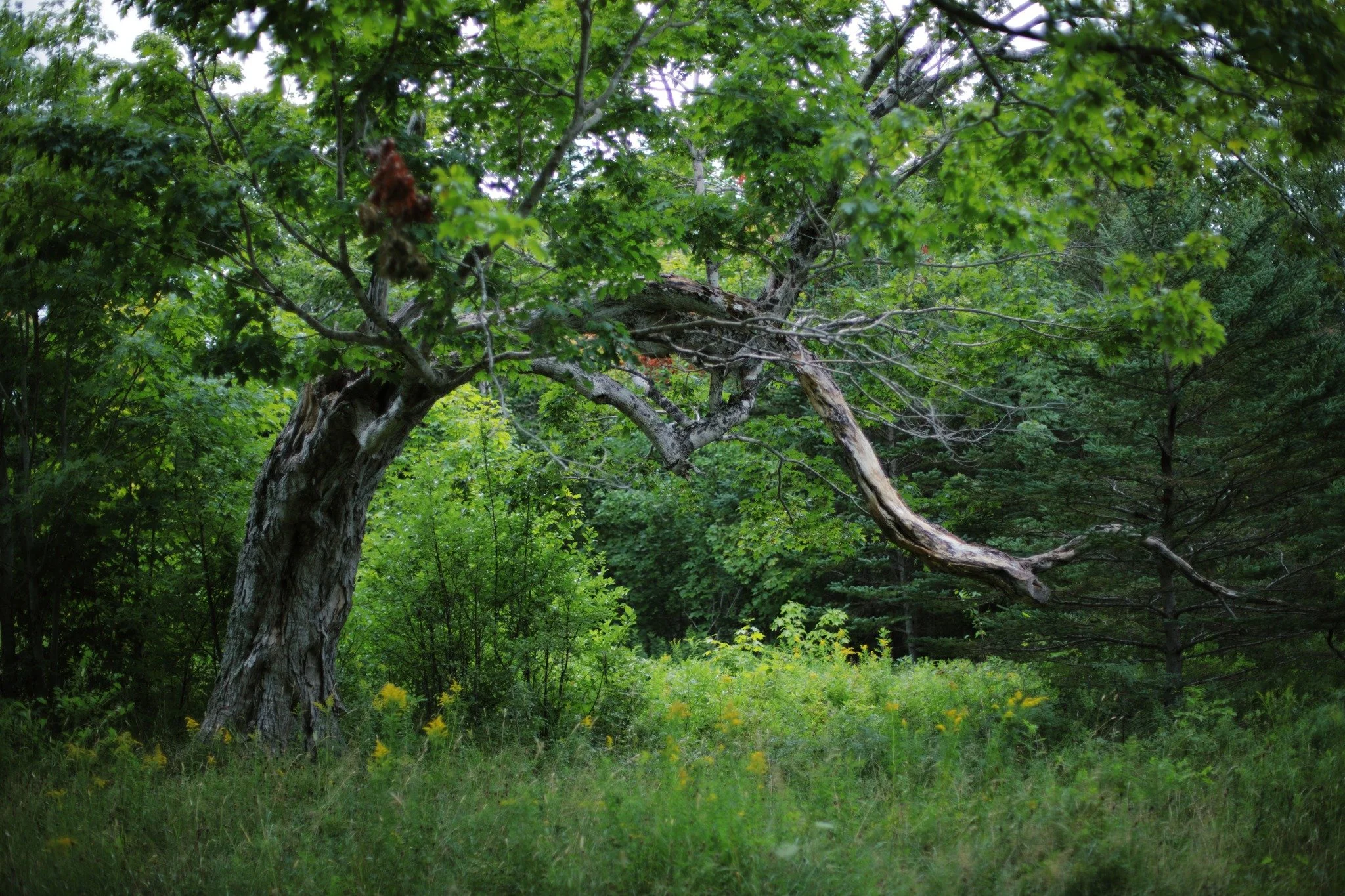 OUT THE HEART &mdash;&mdash; Deep in the woods, west of Phinney Mountain and north of Upper Cross Road, signs of an old homestead still linger. It might have been the Jackson family who first cleared this overgrown field, piled rocks at its margins, 