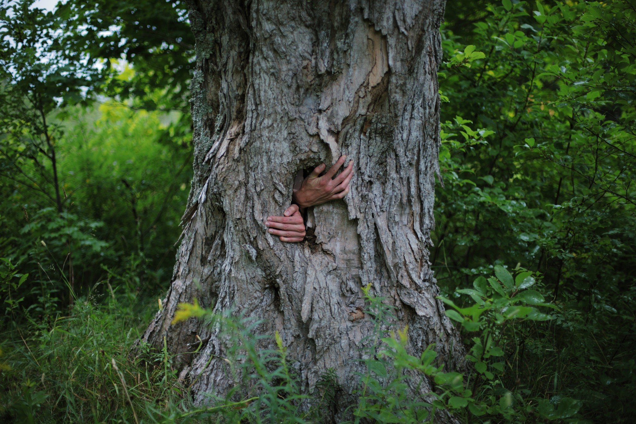 LAST NIGHT'S SLEEP &mdash;&mdash; Every hollow tree is a chance to get a grip on how it feels for life and death to get into each other. We might be the only species that sees loosing part of ourselves as a possible reason to surrender. Most things j
