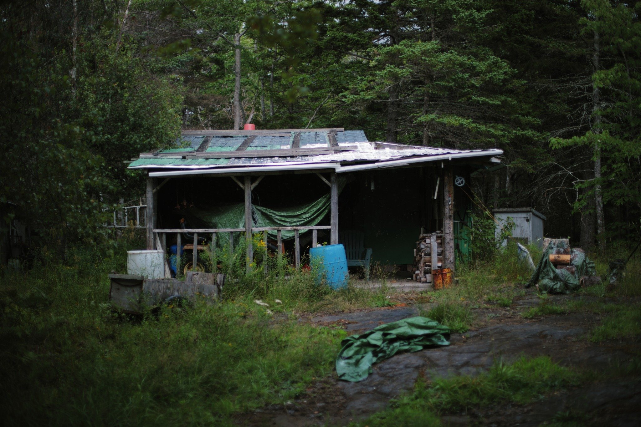 DREAMS OF WILD &mdash;&mdash; Stopping by to say hello is a must, even if there's no signs of life. When it's a cabin in the woods, no one home is always likely &mdash; but it doesn't hurt to check in all the same. After all the years I've walked thi