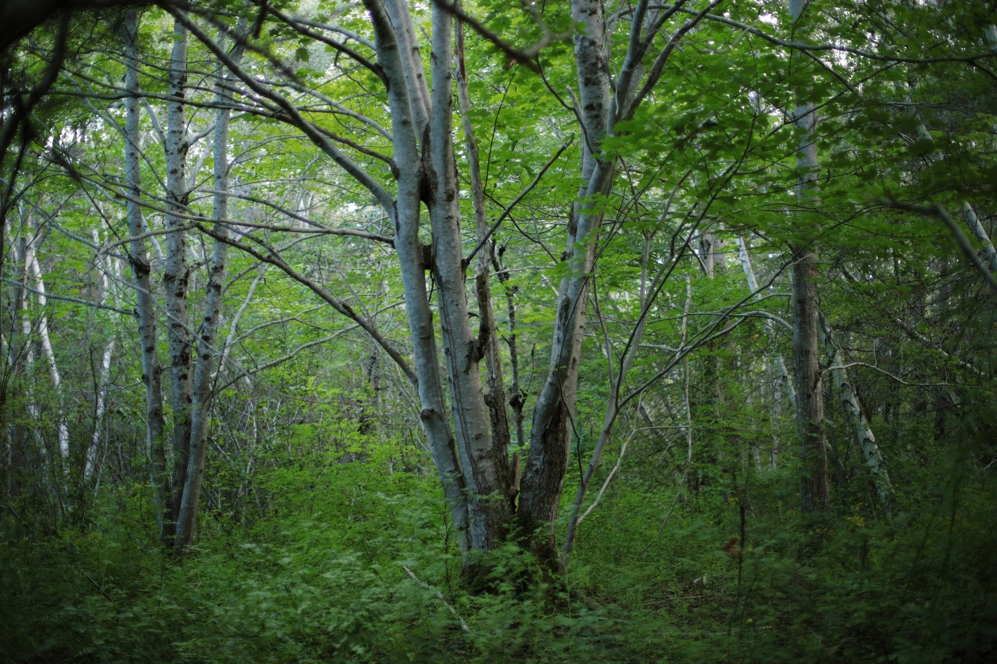 TANGLE TAKES &mdash;&mdash; First minutes of twilight in the summer woods has a kind of milky mist, dim haze of blue-green gently swirling. There's such a pleasant beauty to these almost-clearings, where spreading shade dares the forest floor to form