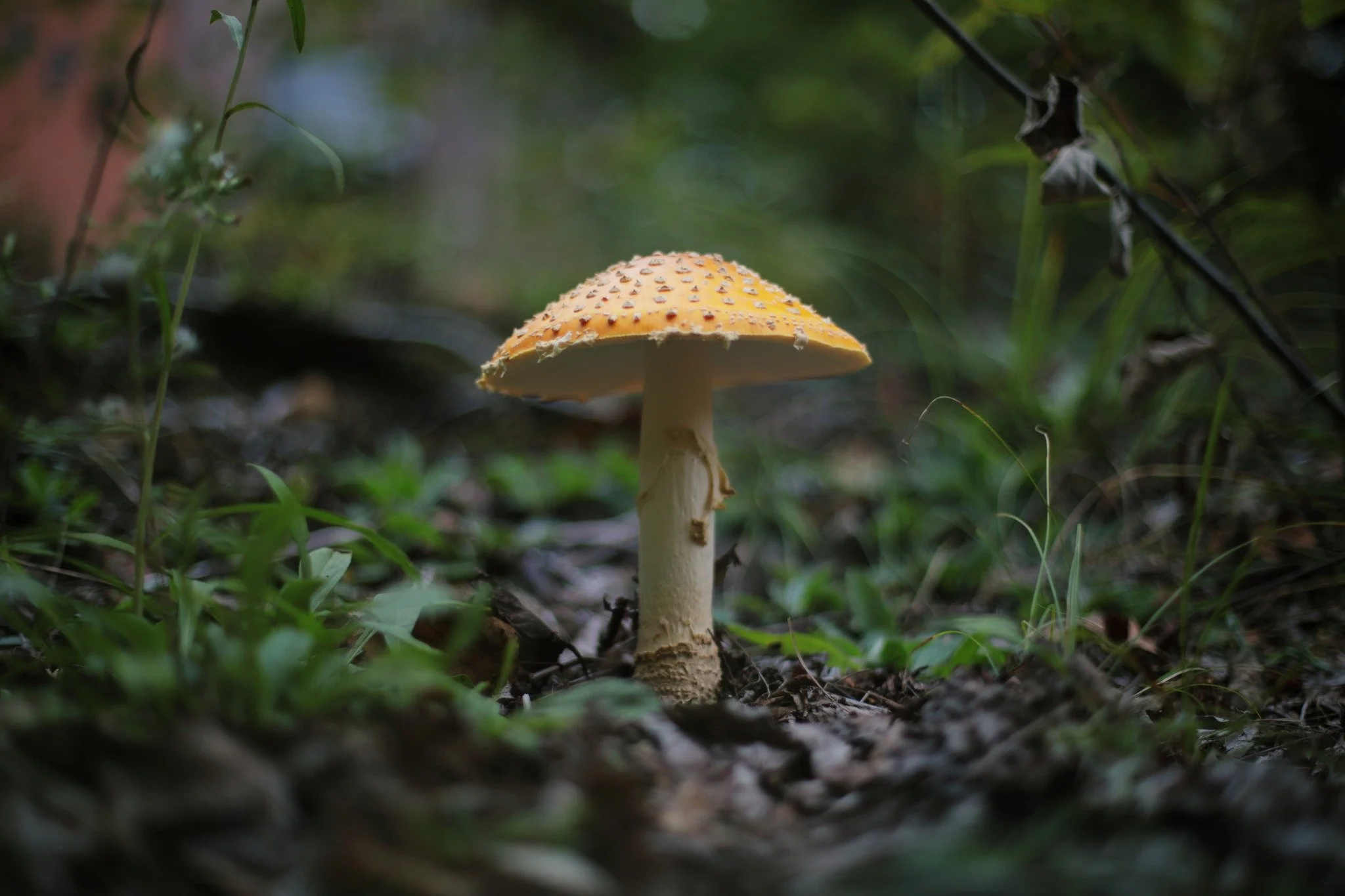 NO CLOSER &mdash;&mdash; Can't recall the last time late summer was so wet. There's been more rain in the past week than all of last July, August, and September put together. It's proved perfect conditions for fungus, sprouting all over like making u